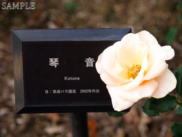 薔薇　琴音  JPEG