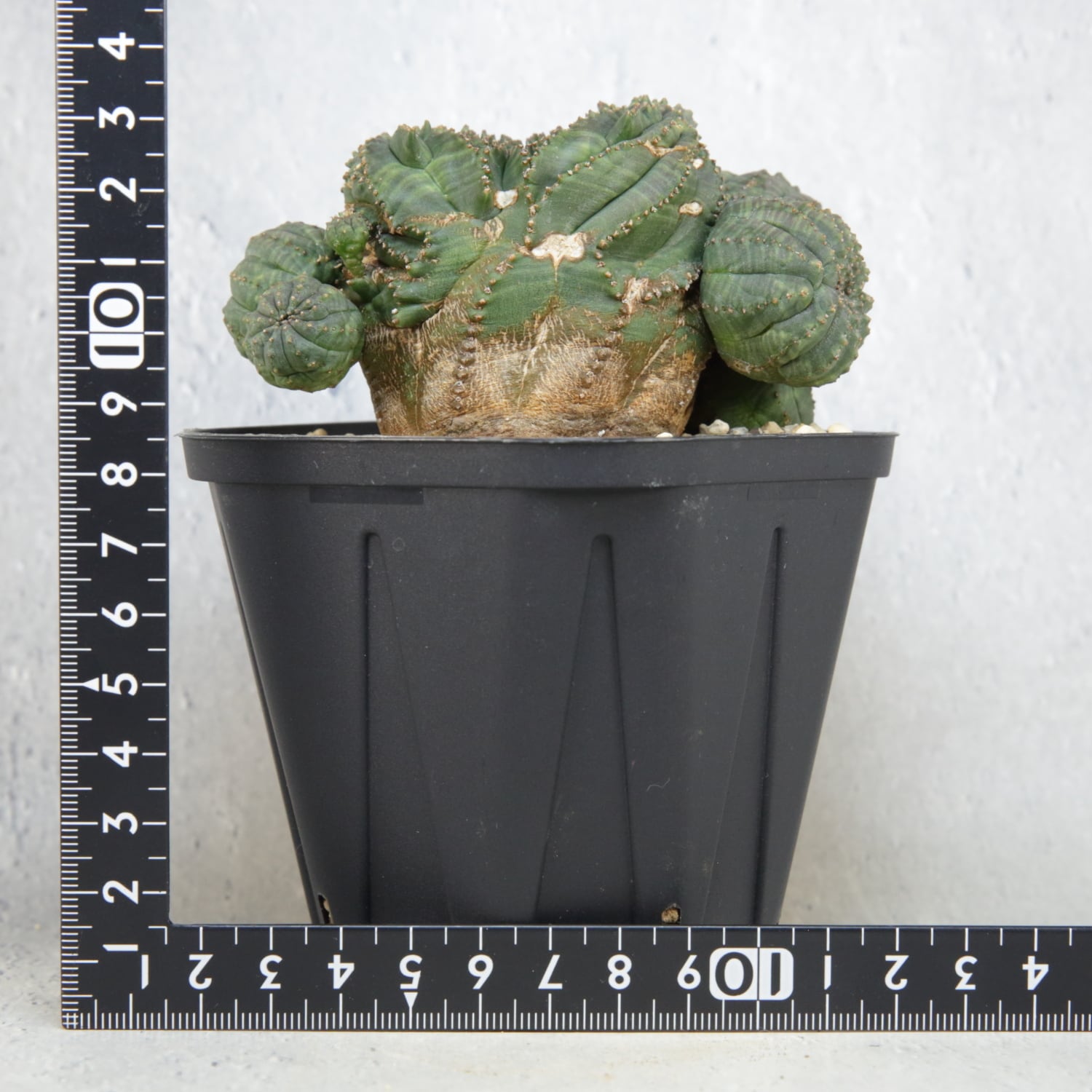 超厳選株】大株 最大幅約9.6cm 仔吹き 円扇綴化 オベサ