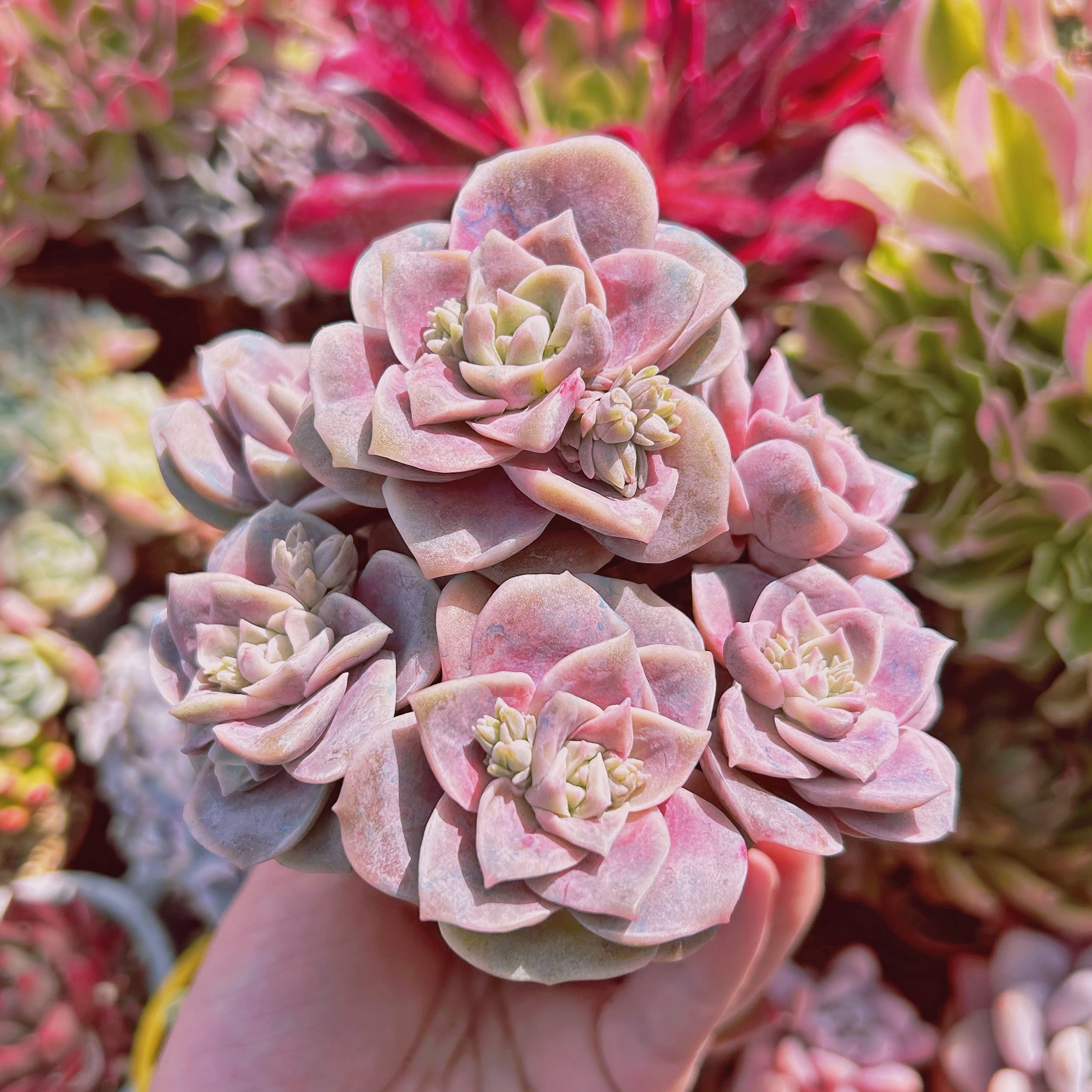 多肉植物 ピンクラブリーローズ 7頭 | るる農園~多肉植物専門