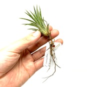 チランジア・イオナンタ　アルビノ【171】