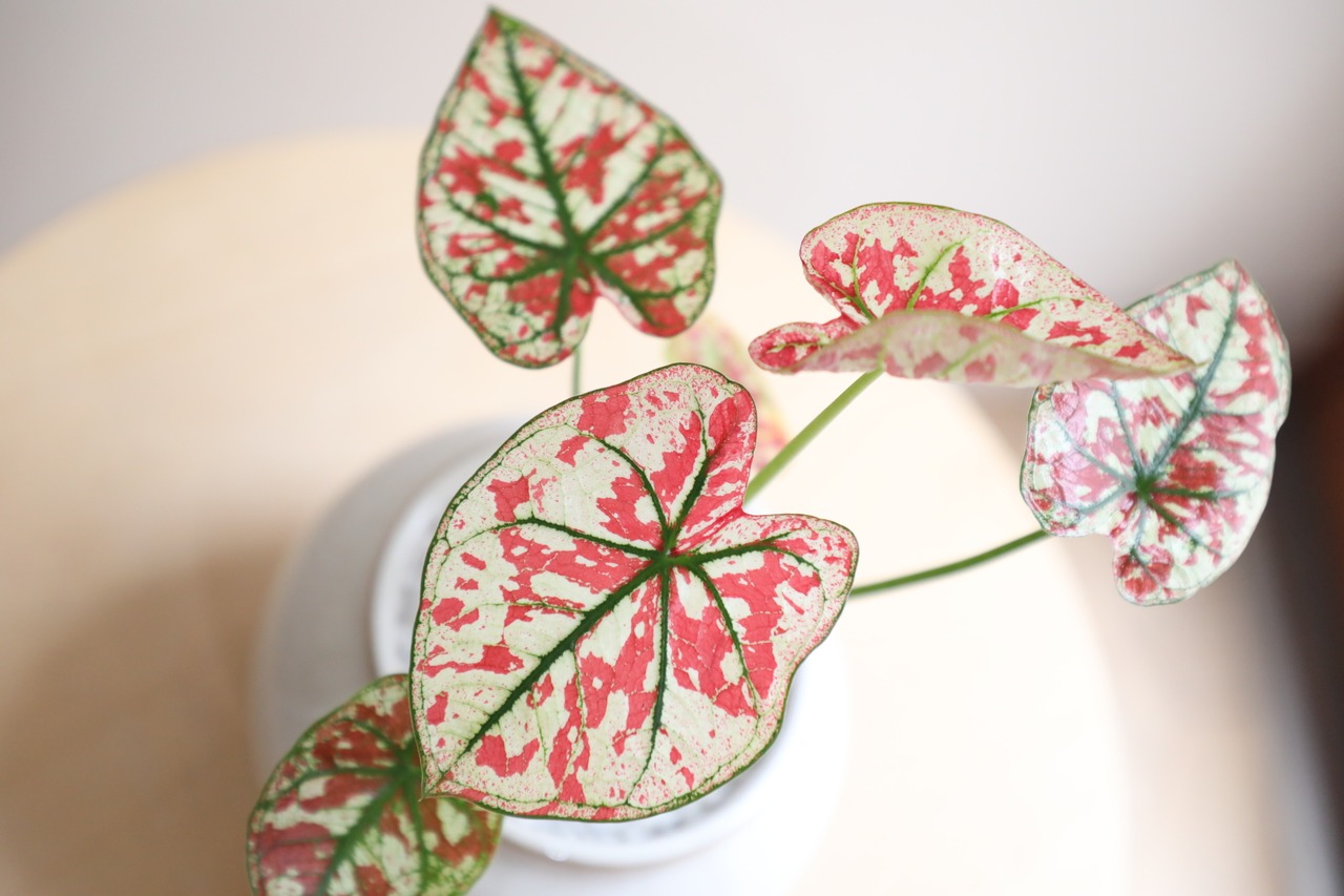【S】カラジウム ユニバース/Caladium