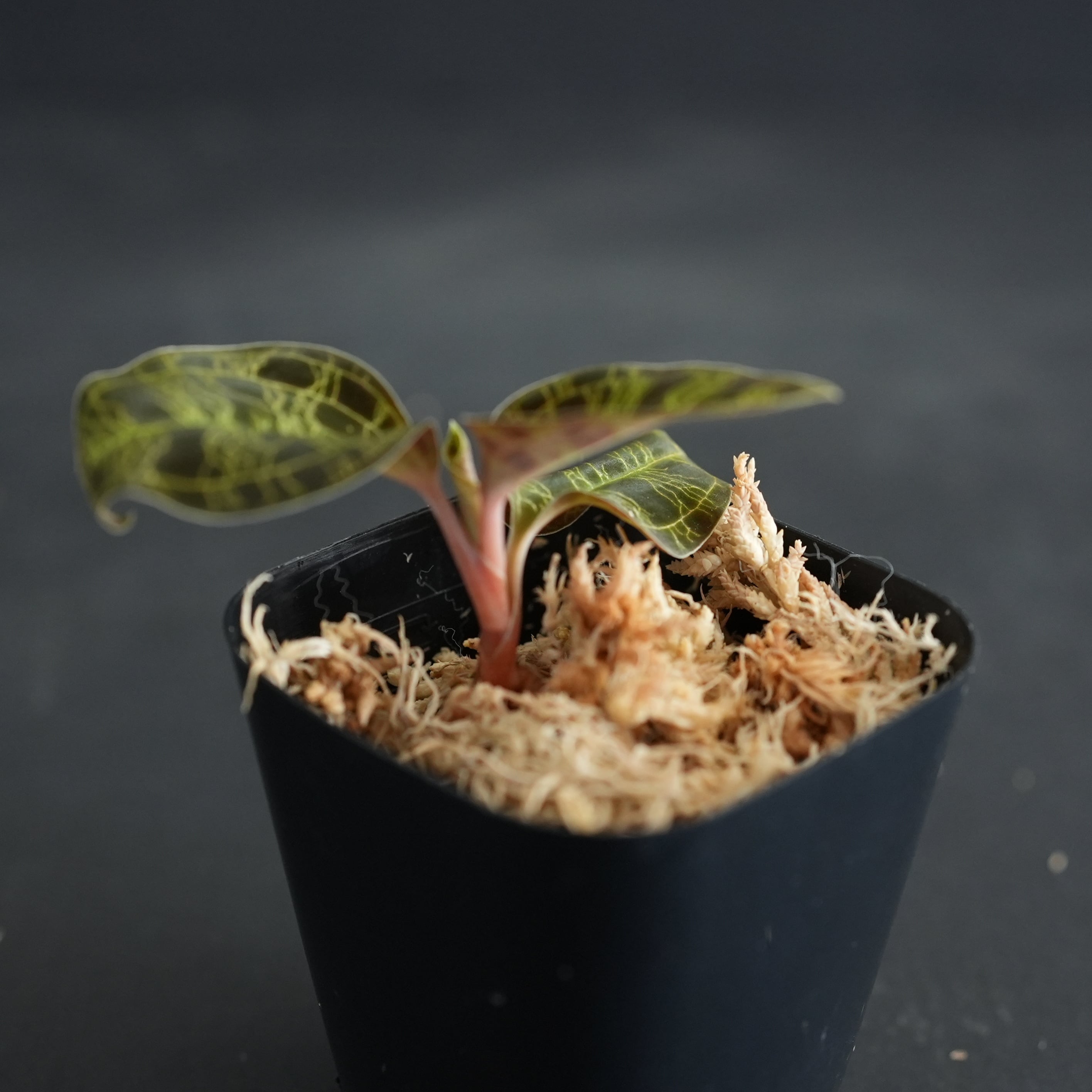 ◇現品◇Macodes petola 'Black Type' From srawak, Malaysia