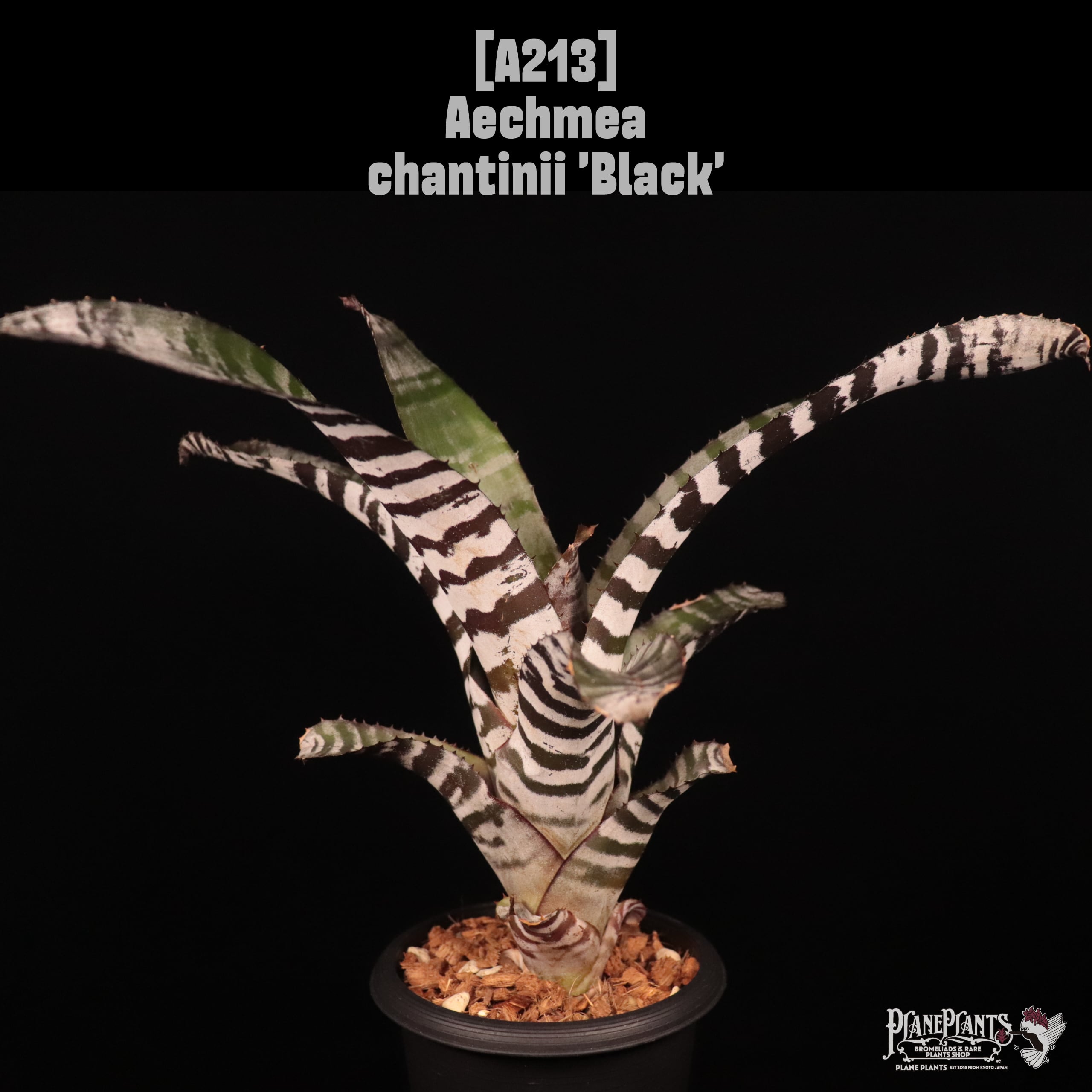 Aechmea chantinii 'Black'〔エクメア〕A213