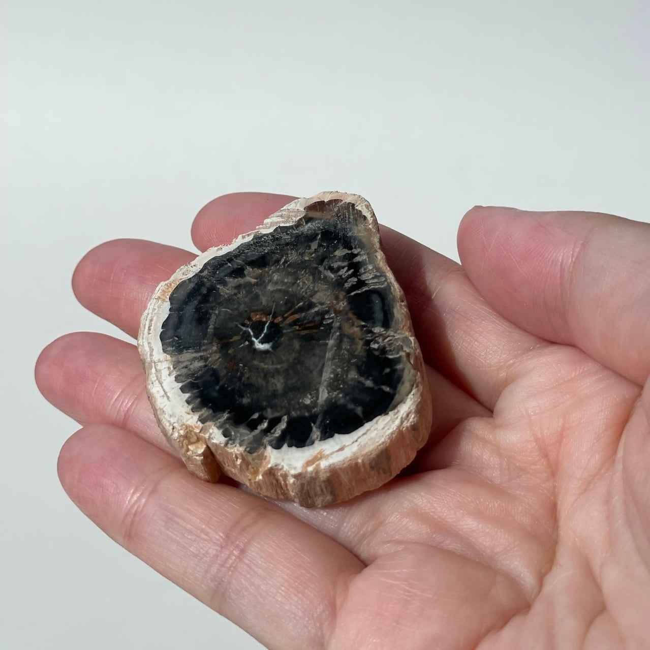 ペトリファイド ウッド スラブ プレート 珪化木 マダガスカル産 マダガスカル産 ペトリファイドウッド ( 珪化木 ) スライス