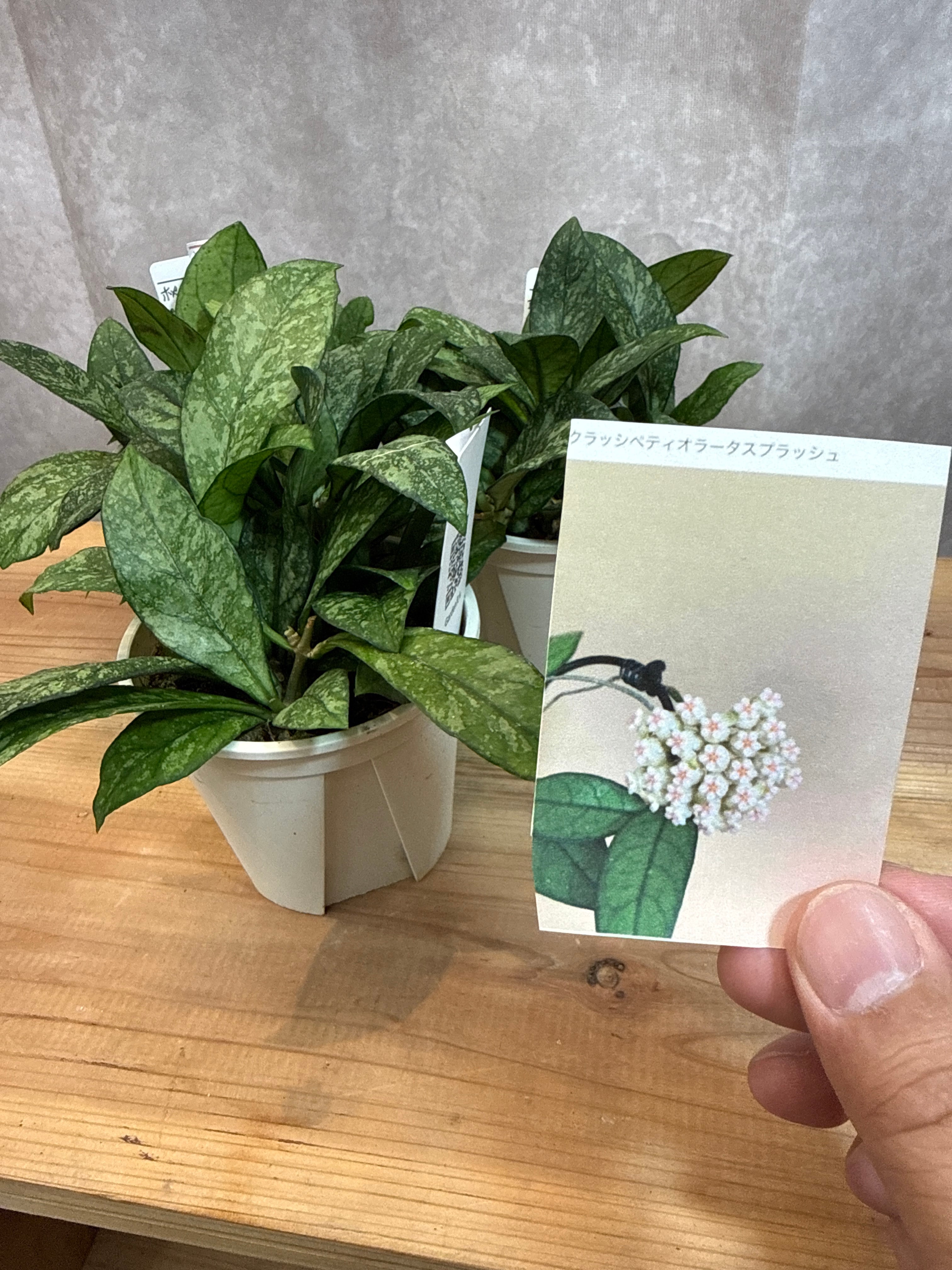 ⑨ スキンダプサス グリス | Gardenえん 【観葉熱帯植物】