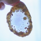 Memory Sky - アゲートヒーリングチャイム / Agate Sun Catcher Wind Chime 282