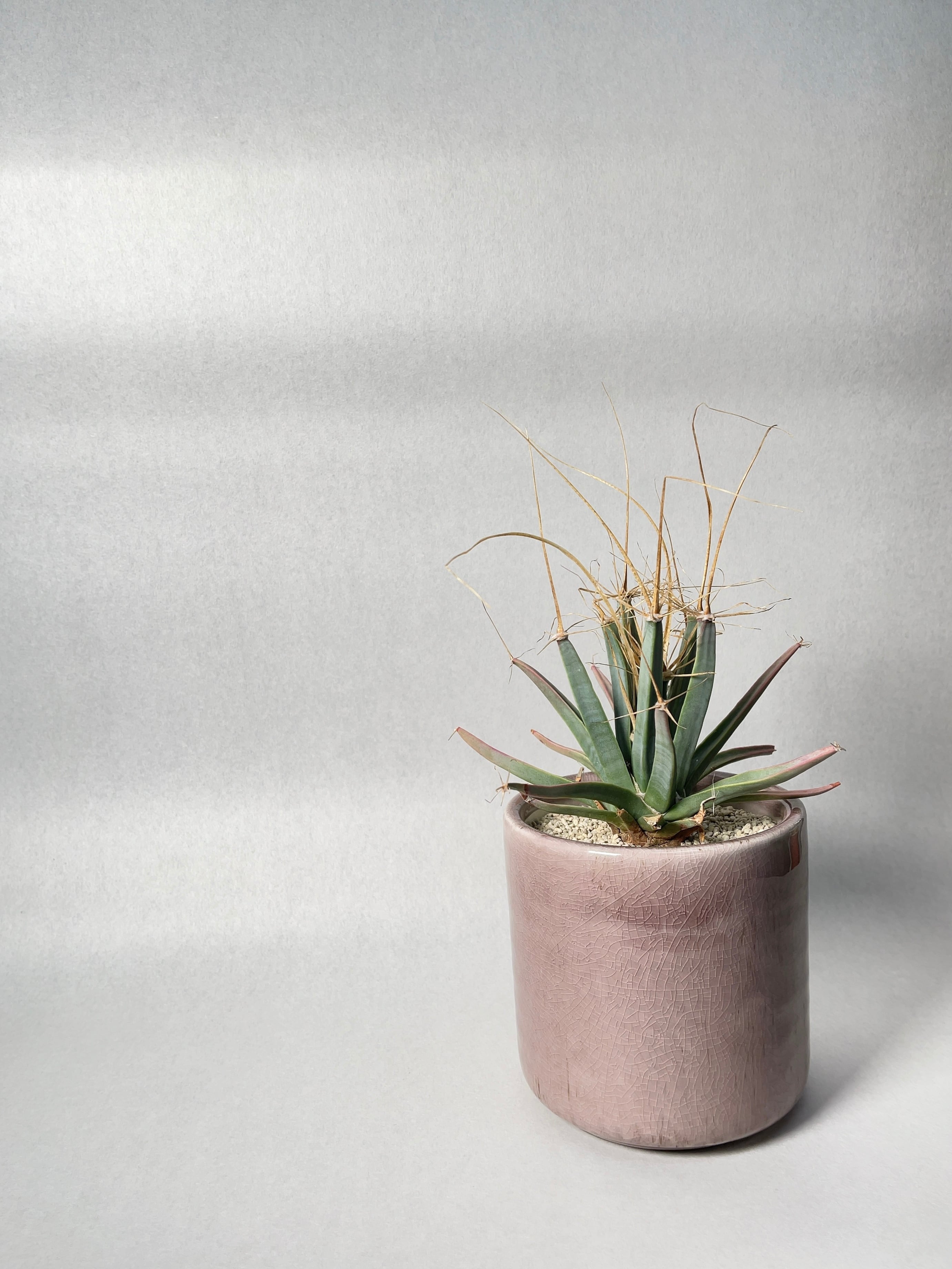 レウクテンベルギア・晃山 | trigger