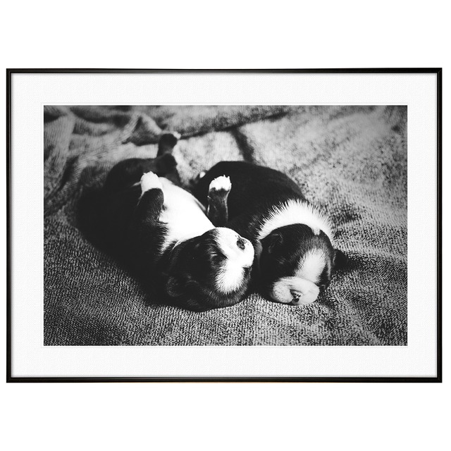 動物写真 犬 生まれたばかりの２匹のフレンチブルドッグ インテリア モノクロアートポスター額装 AS3230