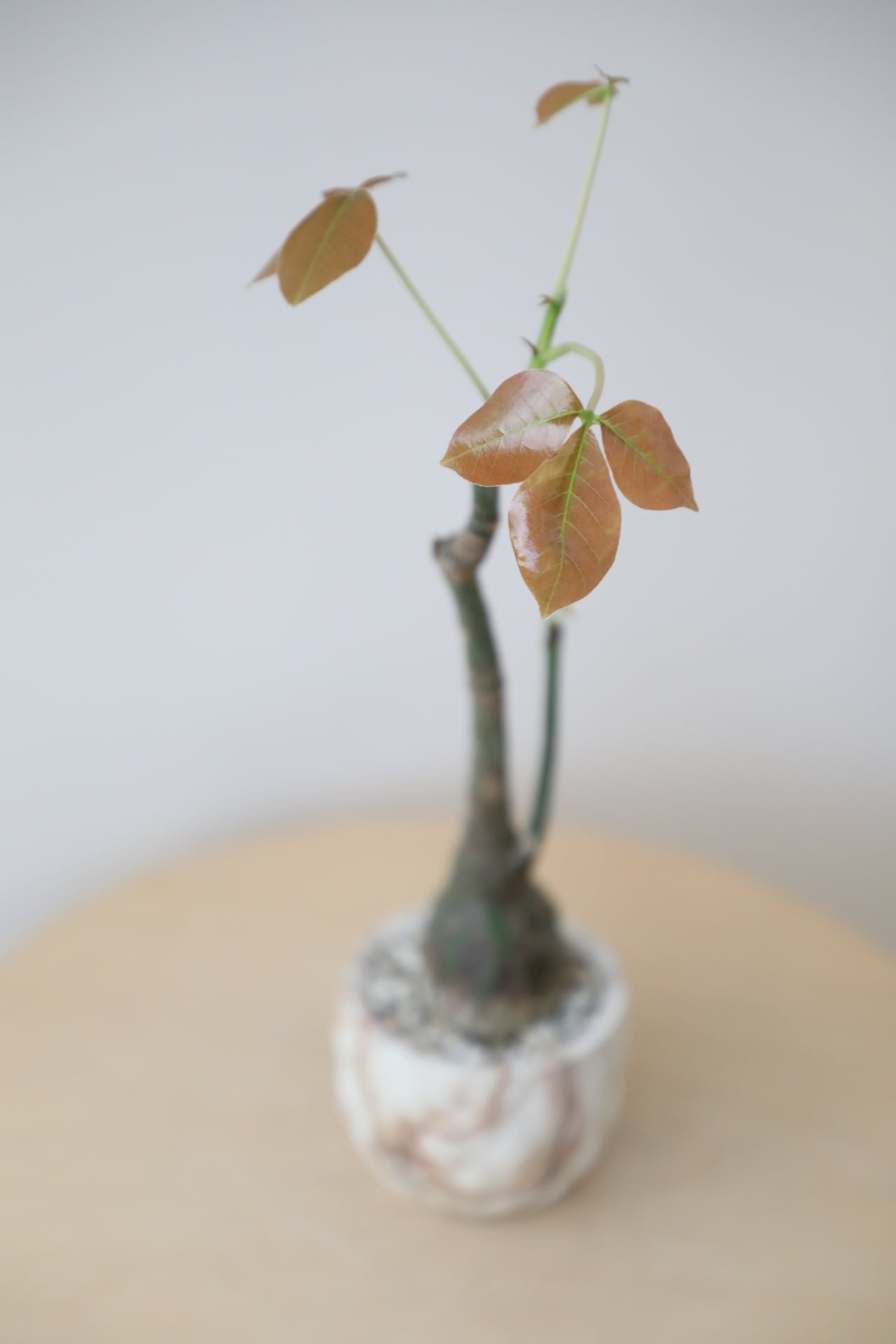 希少】【M】ボンバックス/Pseudobombax ellipticum | 【厳選植物・器
