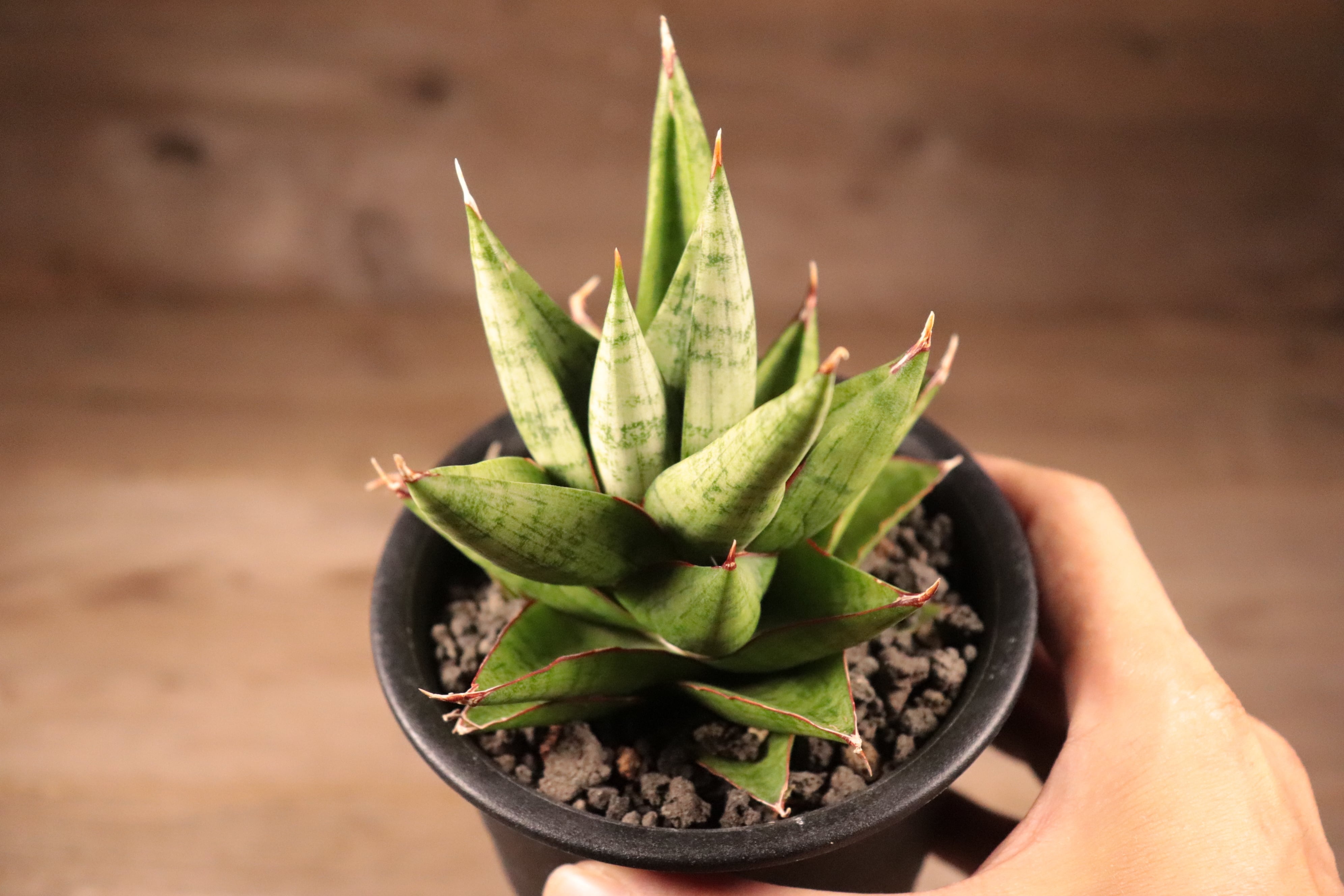 送料無料】Sansevieria 'Snow Lotus'〔サンセベリア〕現品発送S0018