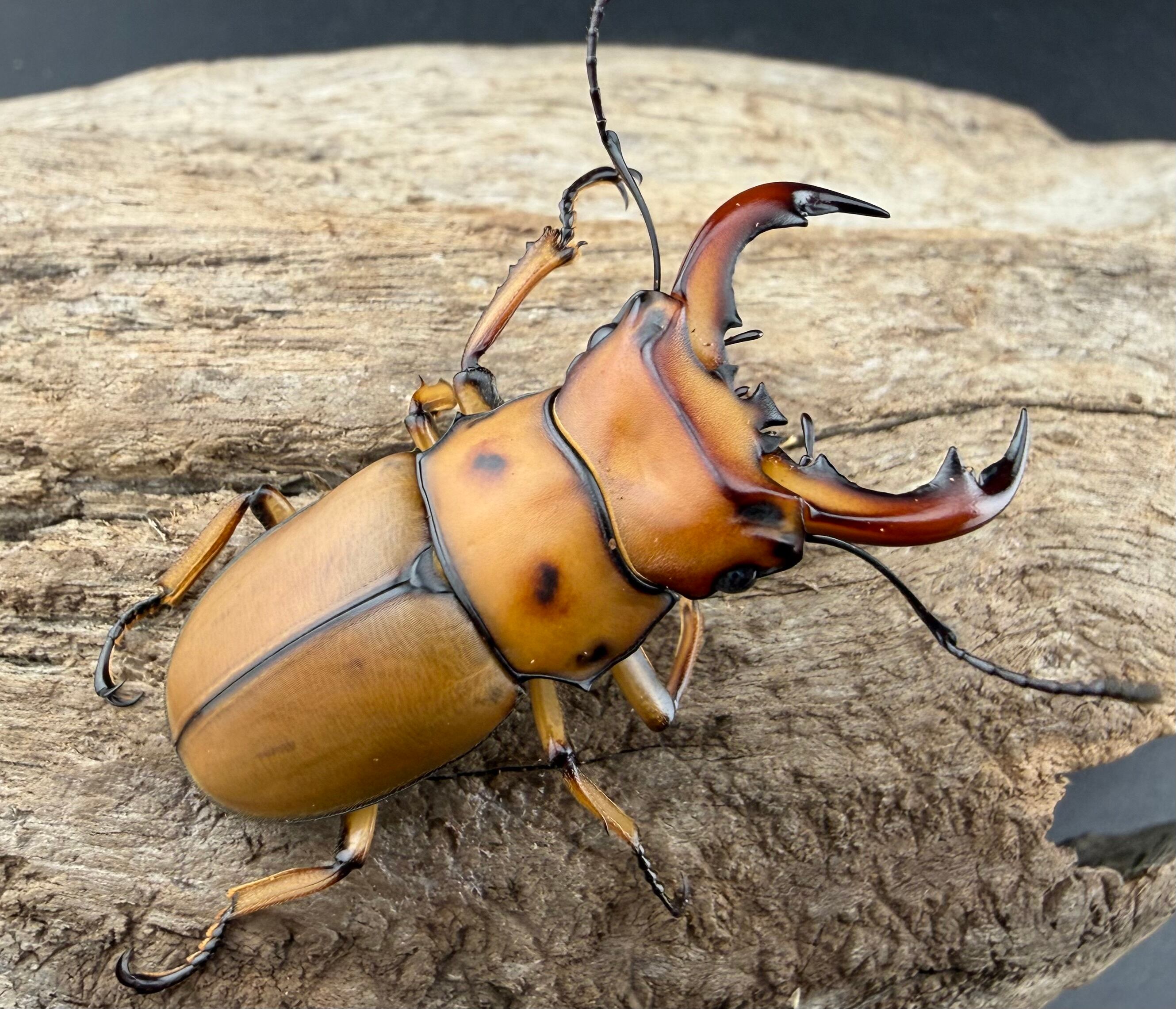 WF1】《グラディアトールメンガタクワガタ 43.5mm ペア》 | KPW公式