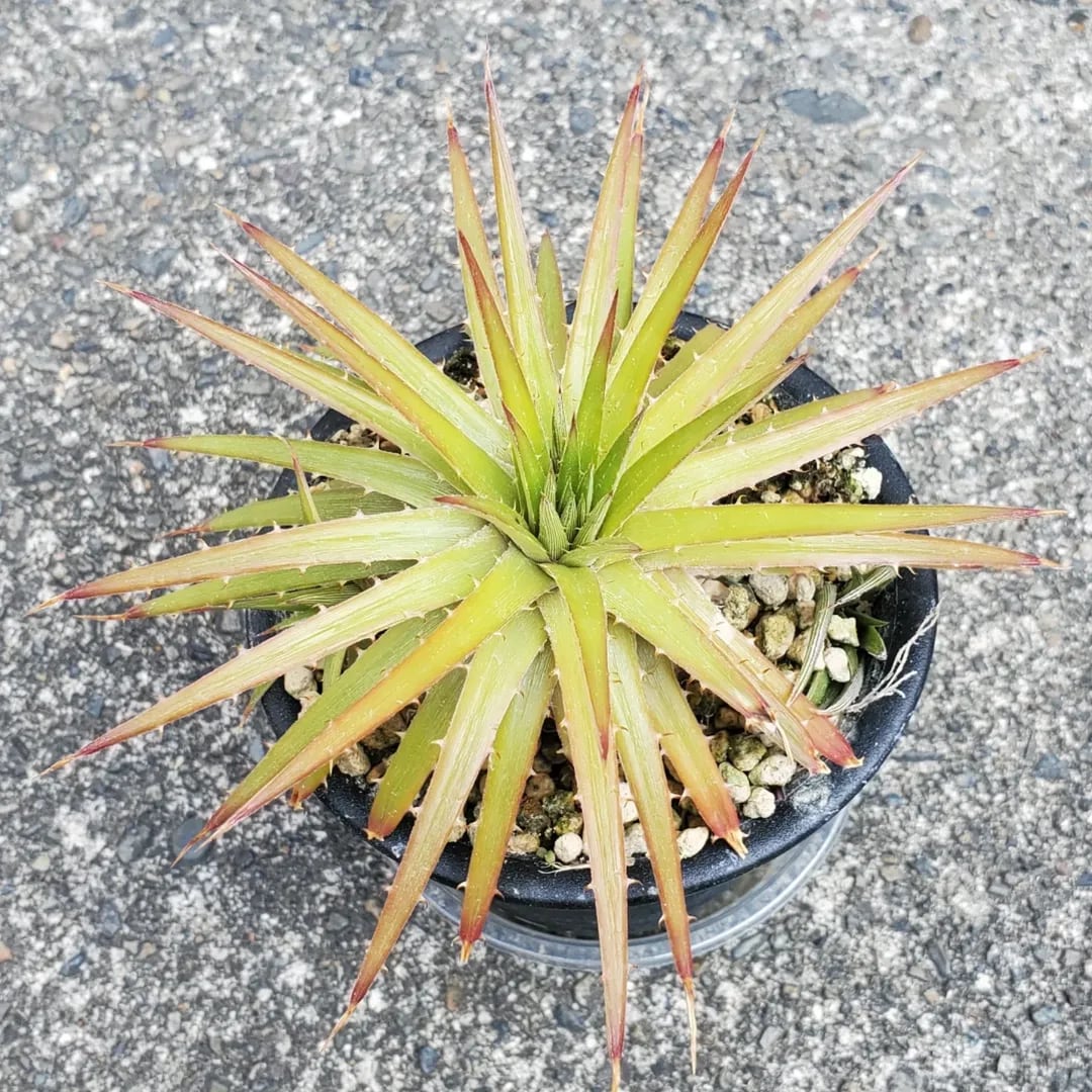 その他多肉植物 Dyckia FXX F00462_【SF02】Dyckia 'Samurai' x 'Fat Boy' (Otto Hybrid