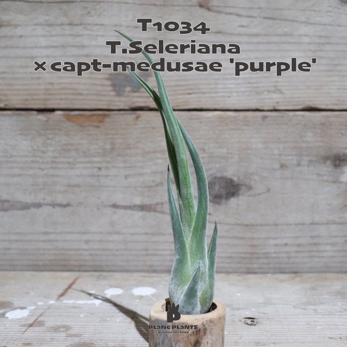 【送料無料】seleriana×capt-medusae 'purple'〔エアプランツ〕現品発送T1034