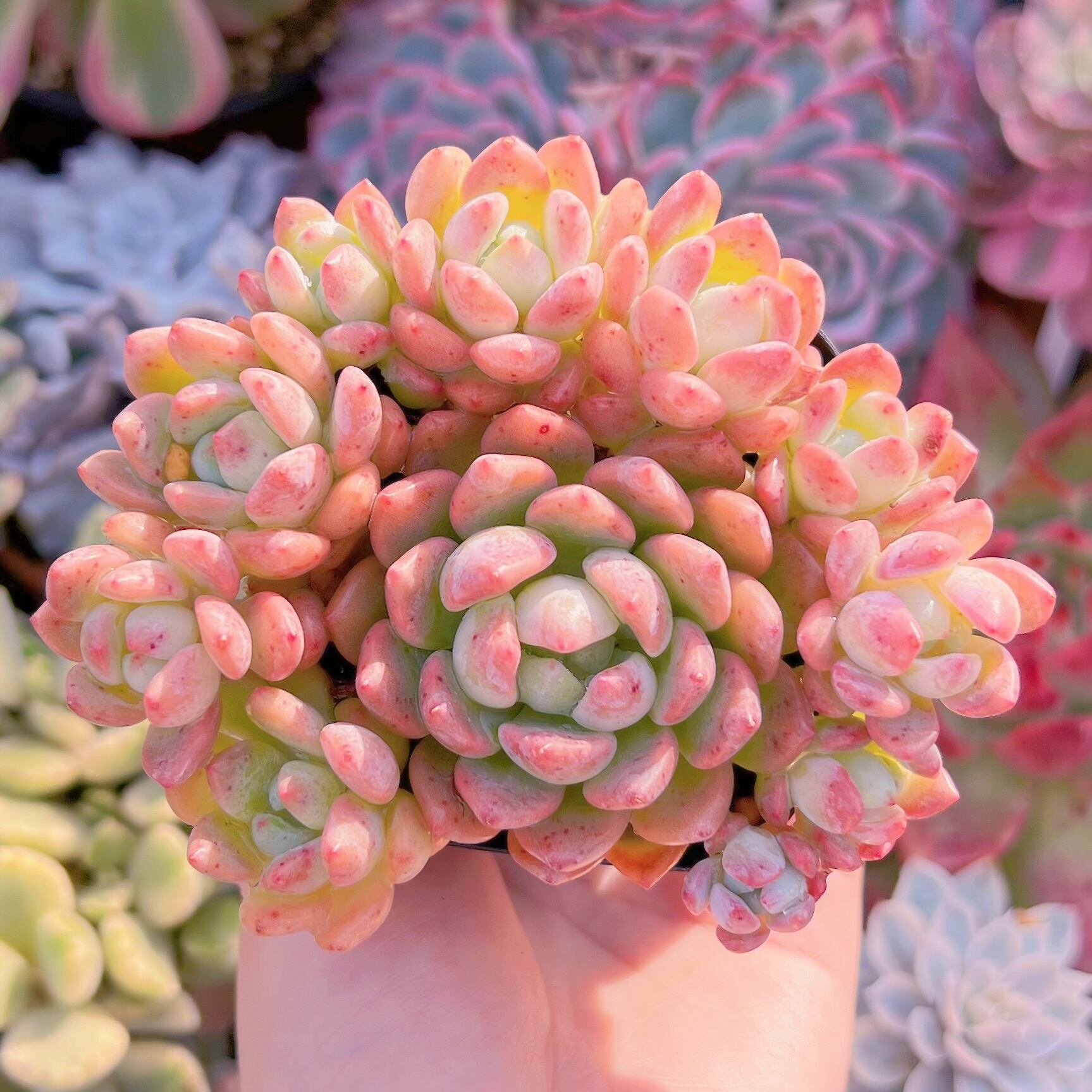 現品　プロリフェラxラウル#249   群生   るる農園