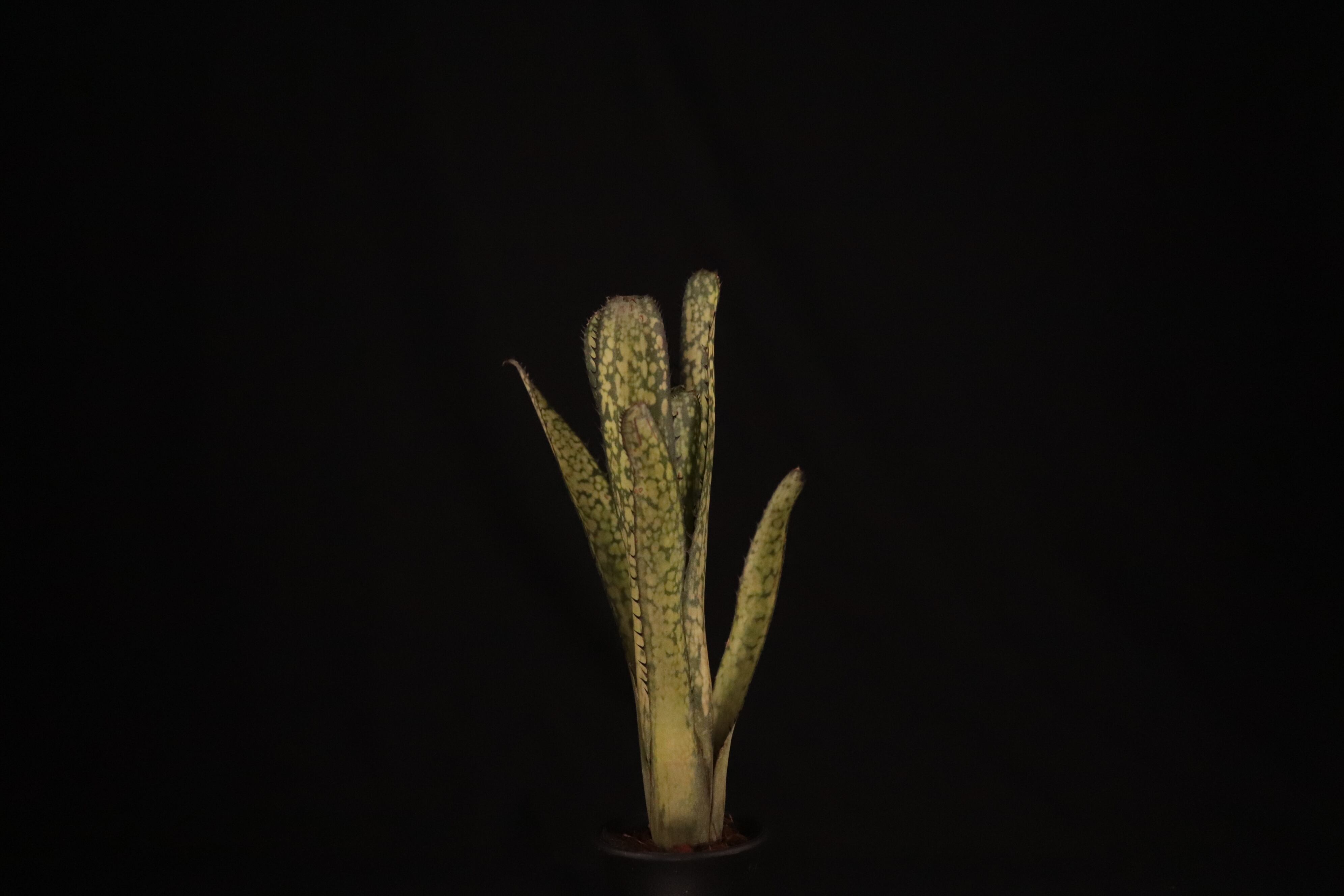 送料無料】Billbergia 'Kolan Apocalyptic' x 'Kolan Crunch