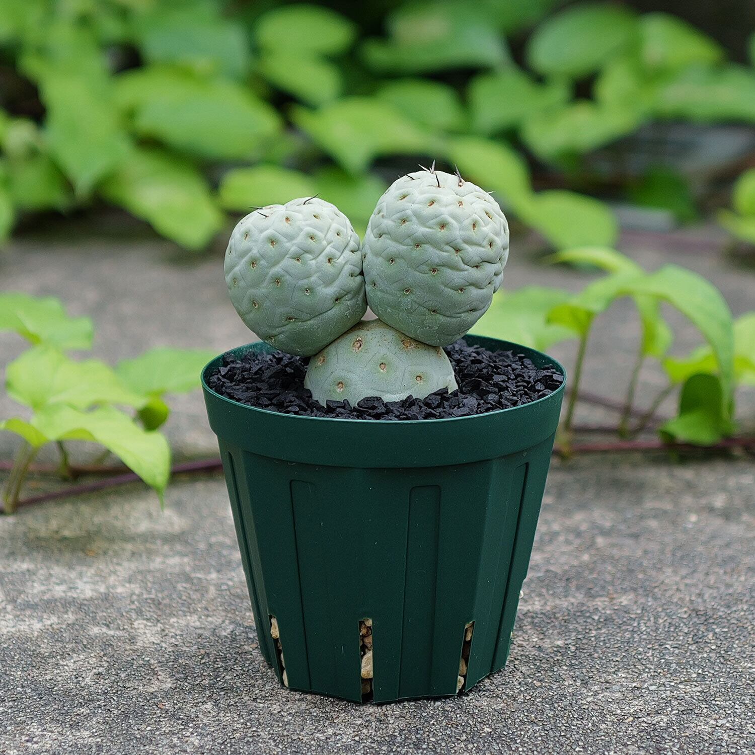 テフロカクタス ゲオメトリクス 3-5cmカット苗 6個セット