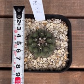 【Copiapoa】サボテン　コピアポア　黒王丸実生【928】【再撮影】
