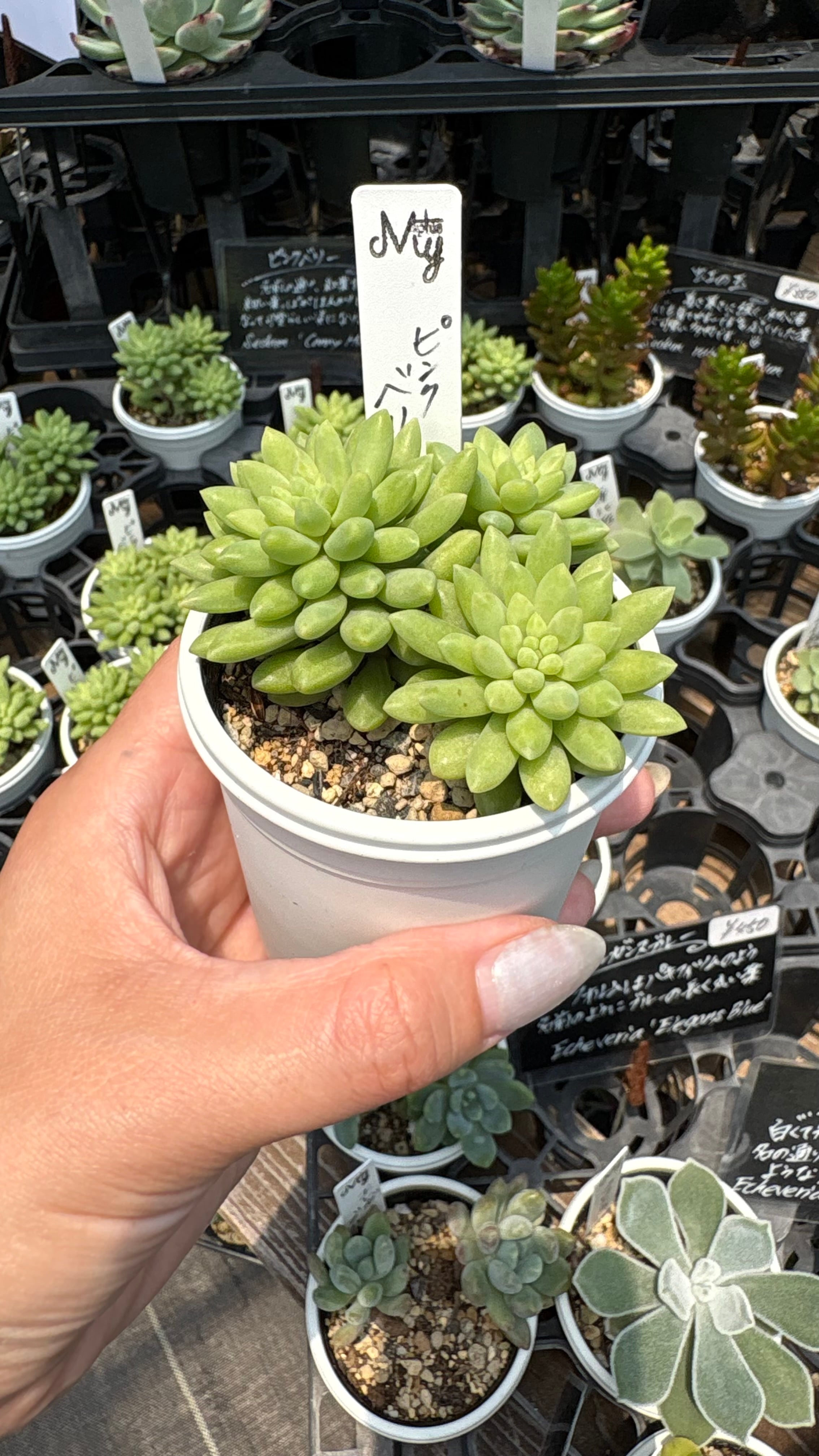 ピンクベリー 多肉植物 セダム 安心の生産ポットそのまま販売（8個