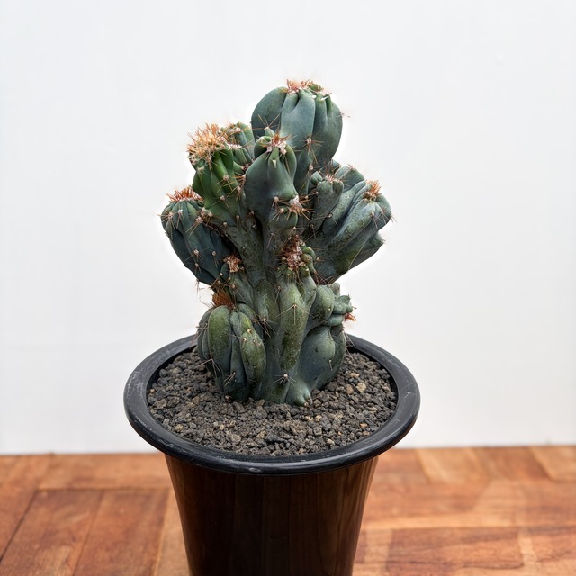 Cereus hildmannianus f. monst【セレウス・岩石獅子】