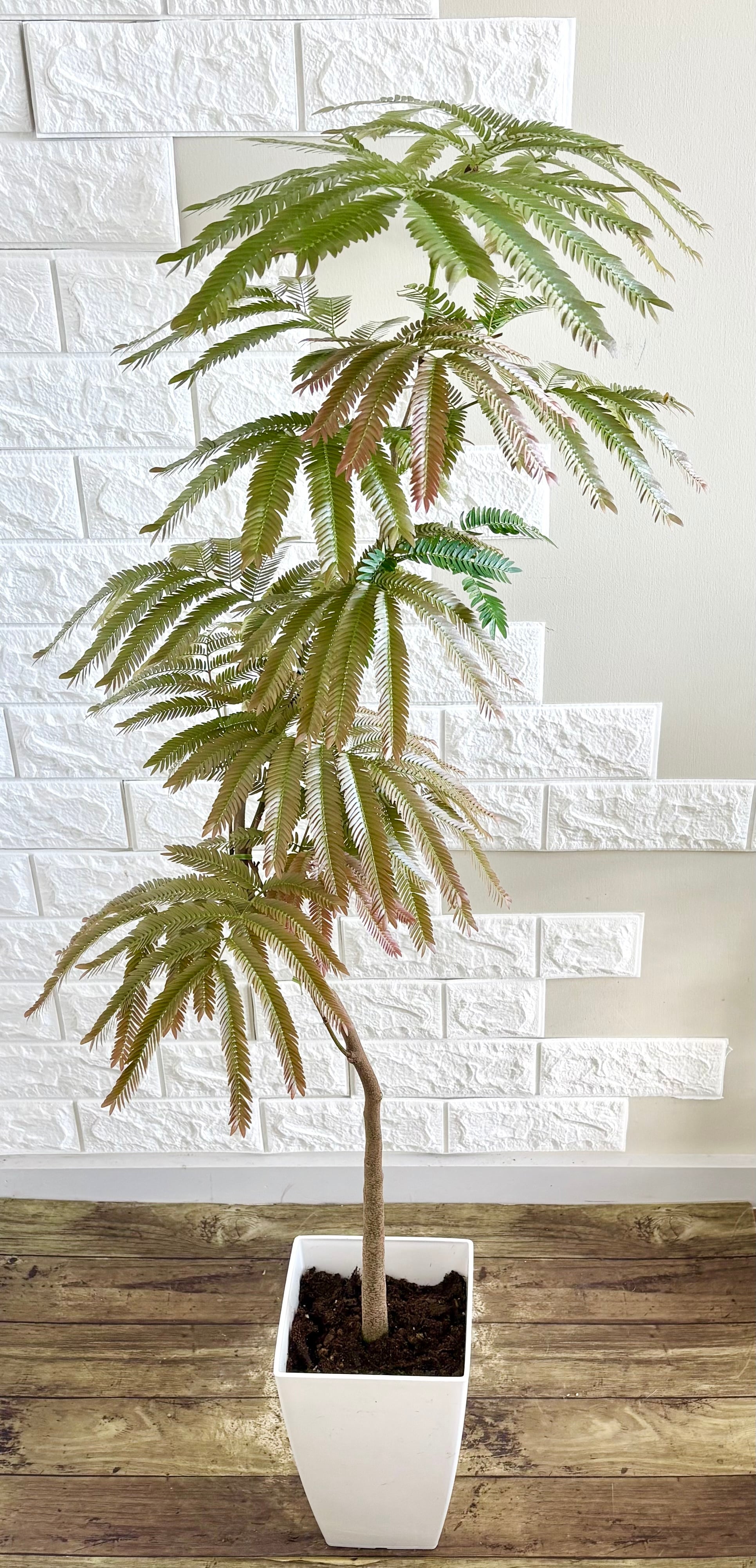 エバーフレッシュ⭐️曲がり⭐️観葉植物 | 観葉植物のお店 feerie