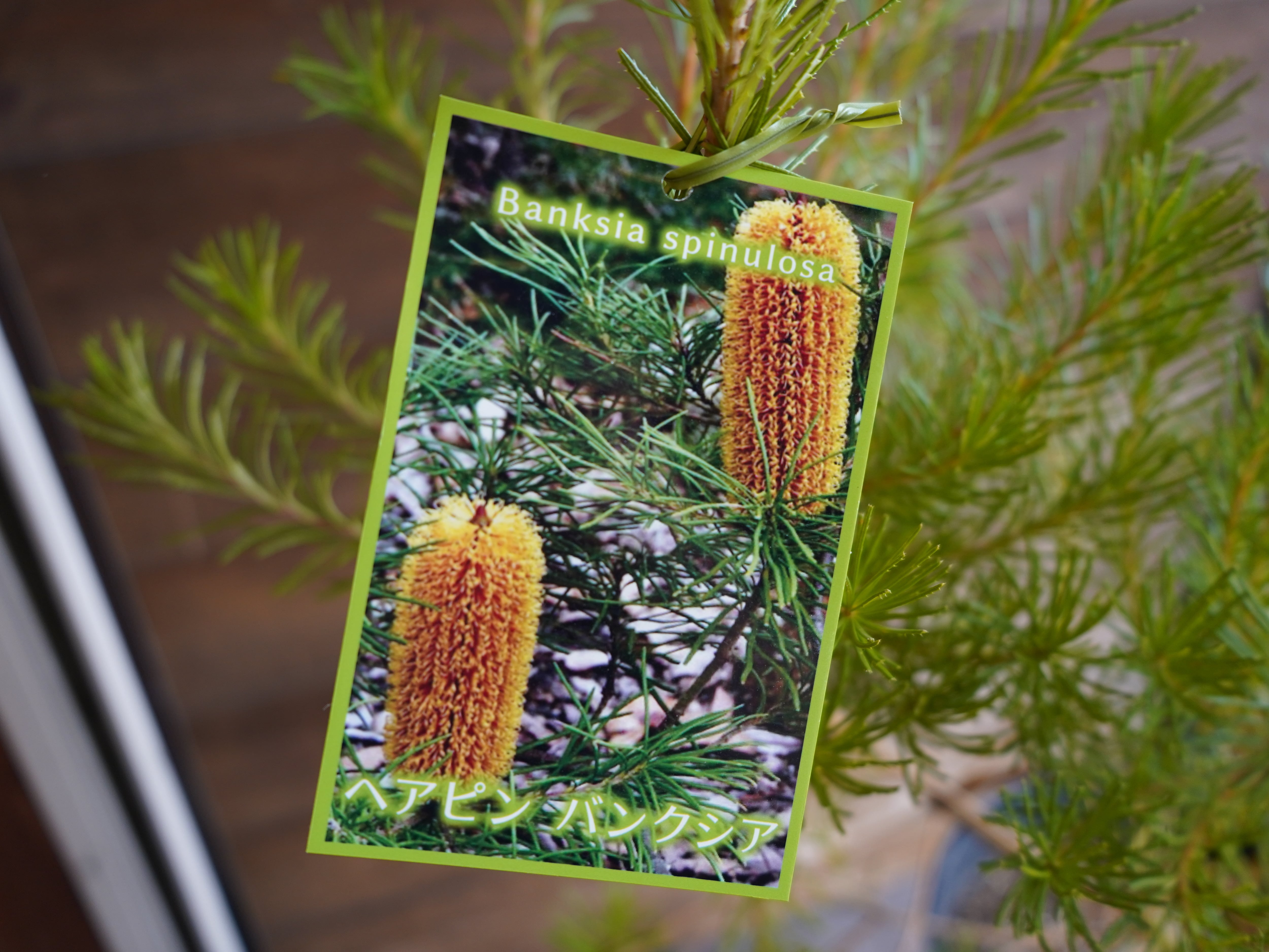 【現物】バンクシア ”スピヌローサ” オーレア