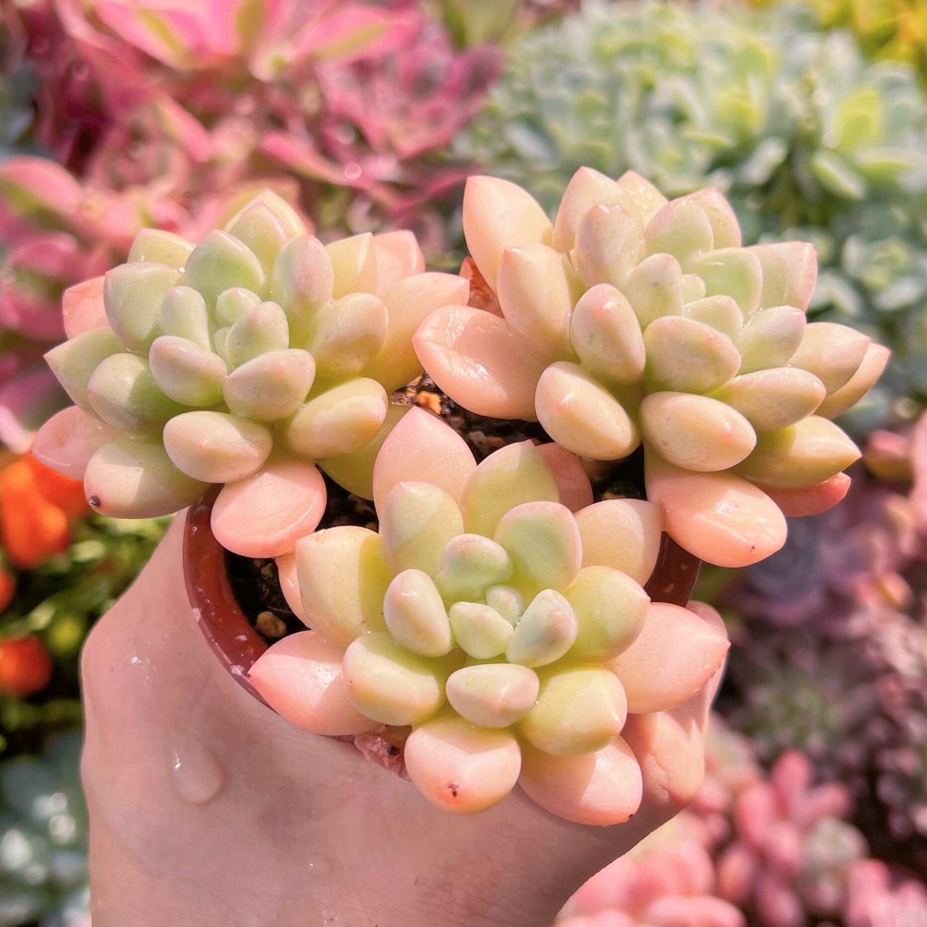 多肉植物 ピンクパール群生 大苗 新入荷 るる農園 | るる農園~多肉植物専門