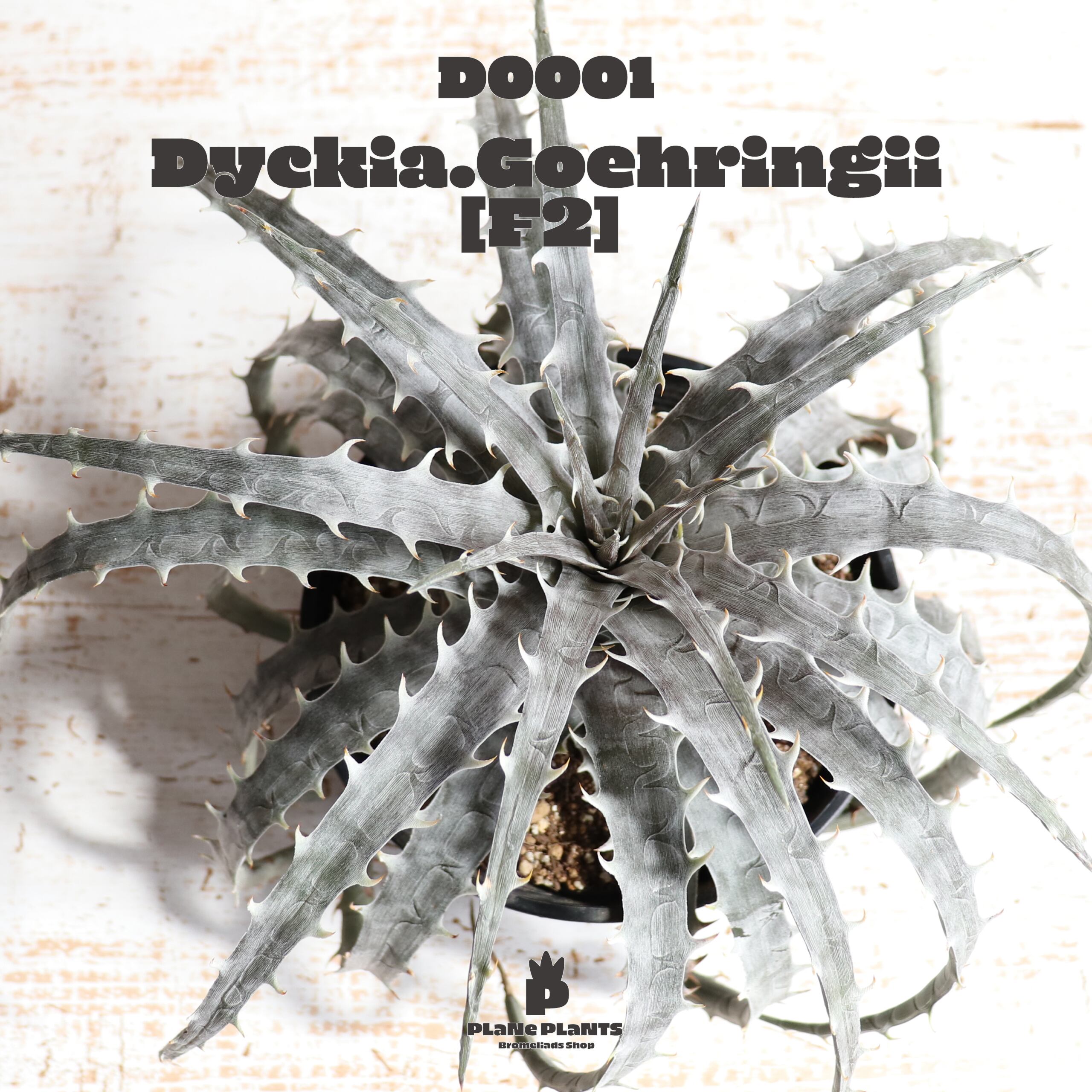 【送料無料】goehringii (F2)〔ディッキア〕現品発送D0001