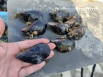 ■飯干様 ご予約商品「11月26日 16時～18時」1箱：10kg入り【釣り餌用 ムール貝】Mサイズ商品 5
