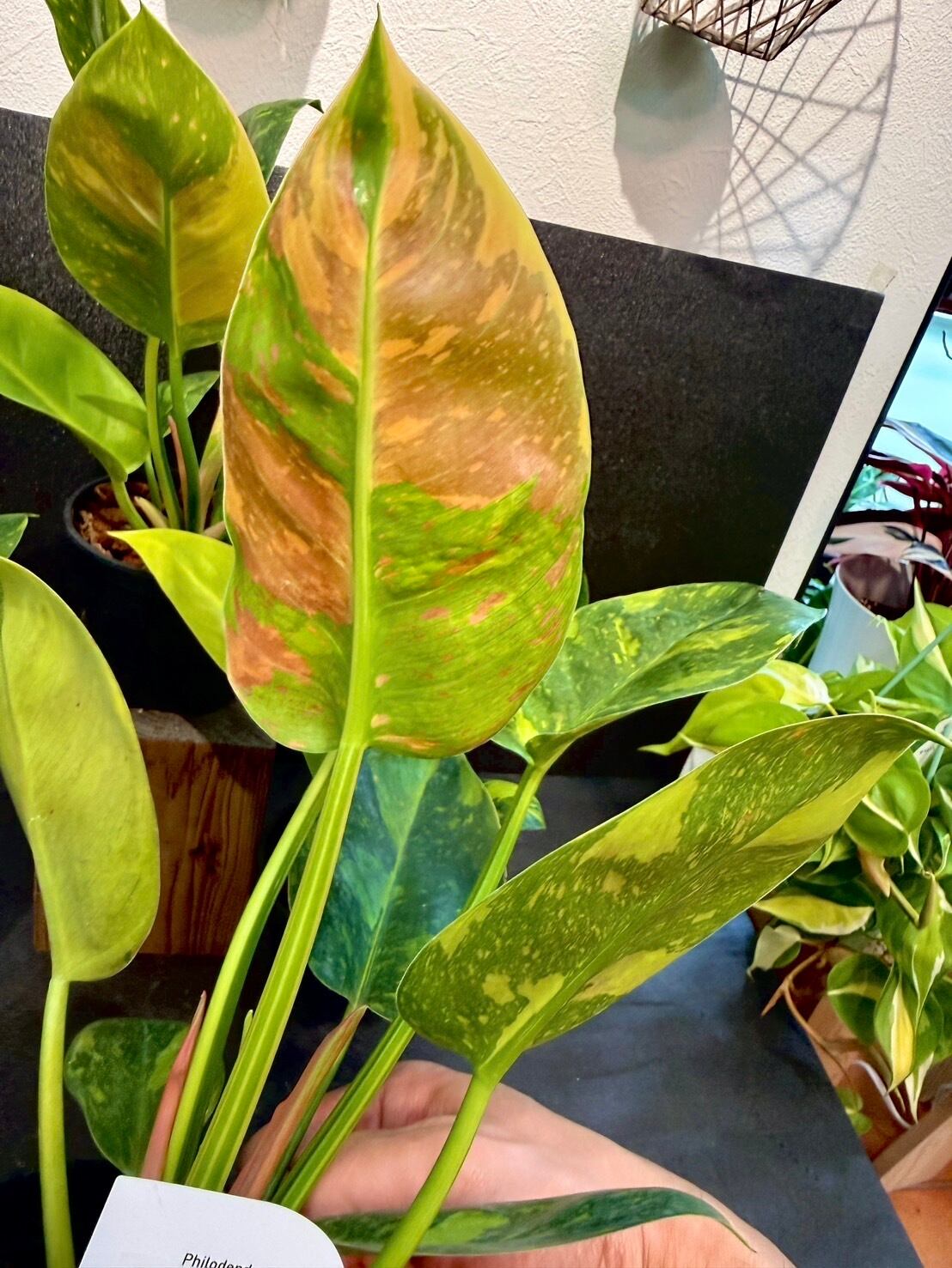 フィロデンドロン・グリーンコンゴ バリエガータ 4号 希少 | 観葉植物