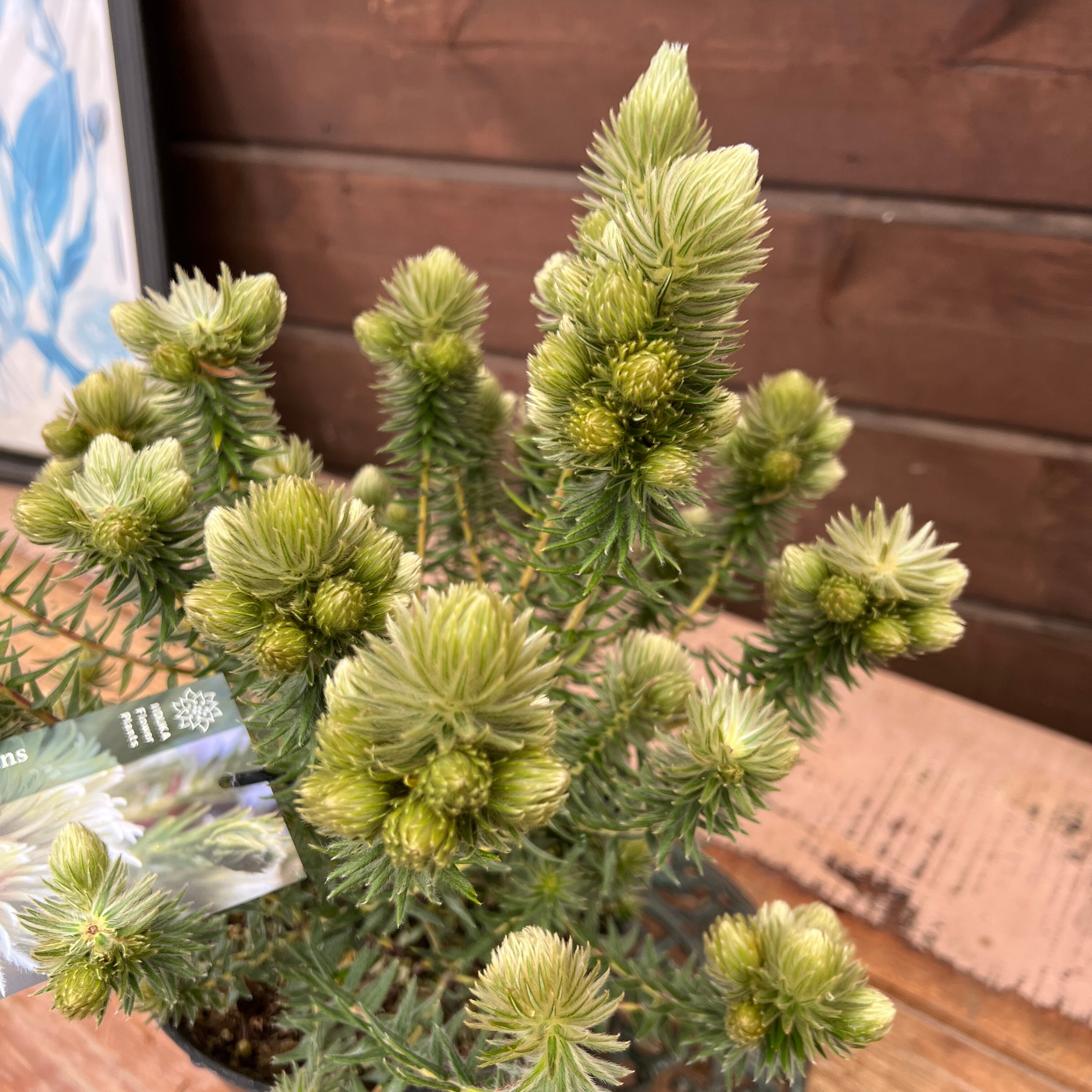 フィリカ ブペッセンス ワフトフェザー② | 沼ノ上農園