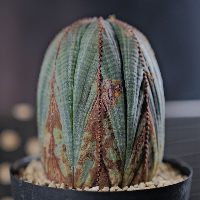 オス株 木質化 マウンテンオベサ / ユーフォルビア