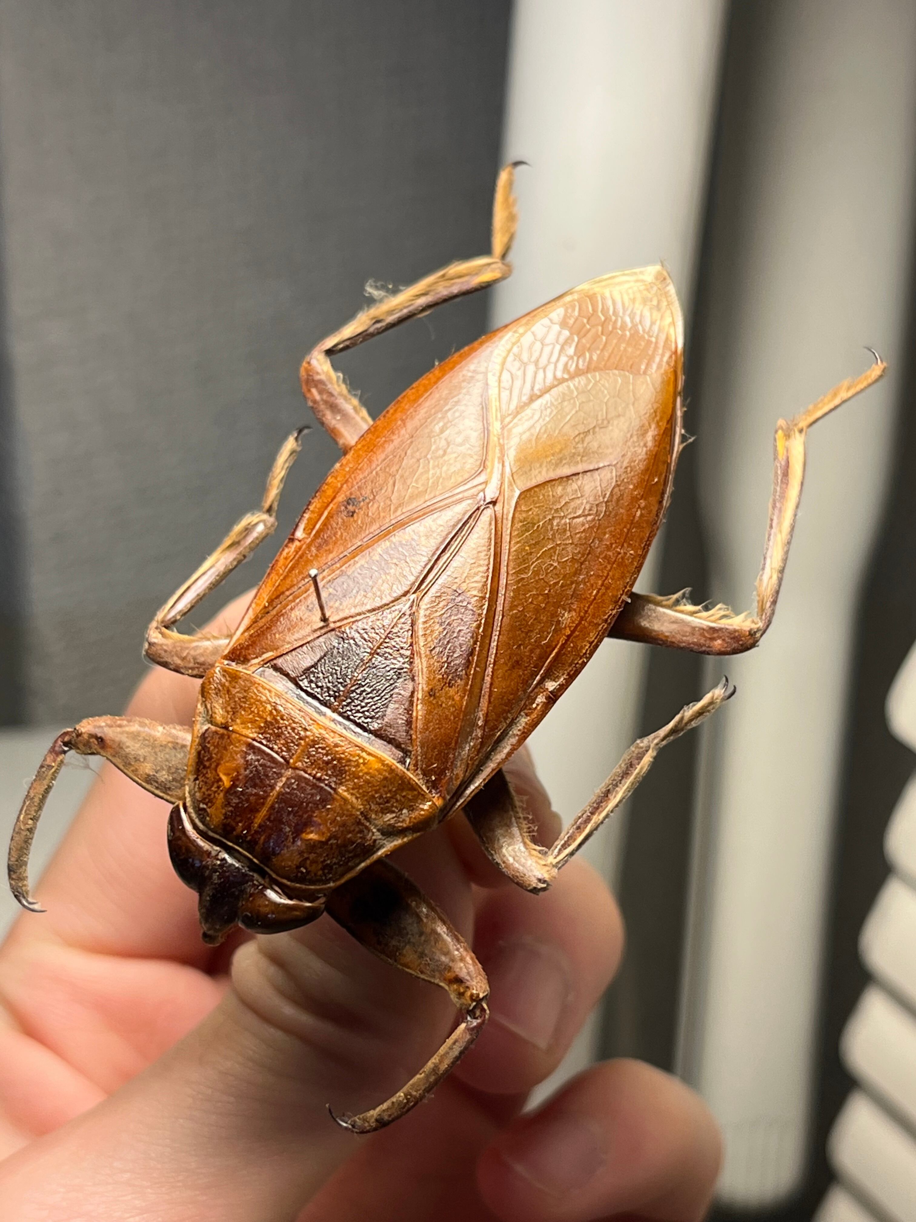 田亀最大種】ナンベイオオタガメの昆虫標本 タランチュラムカデ