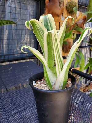 Hohenbergia karla【artPLANTs】   ホヘンベルギア/タンクブロメリア