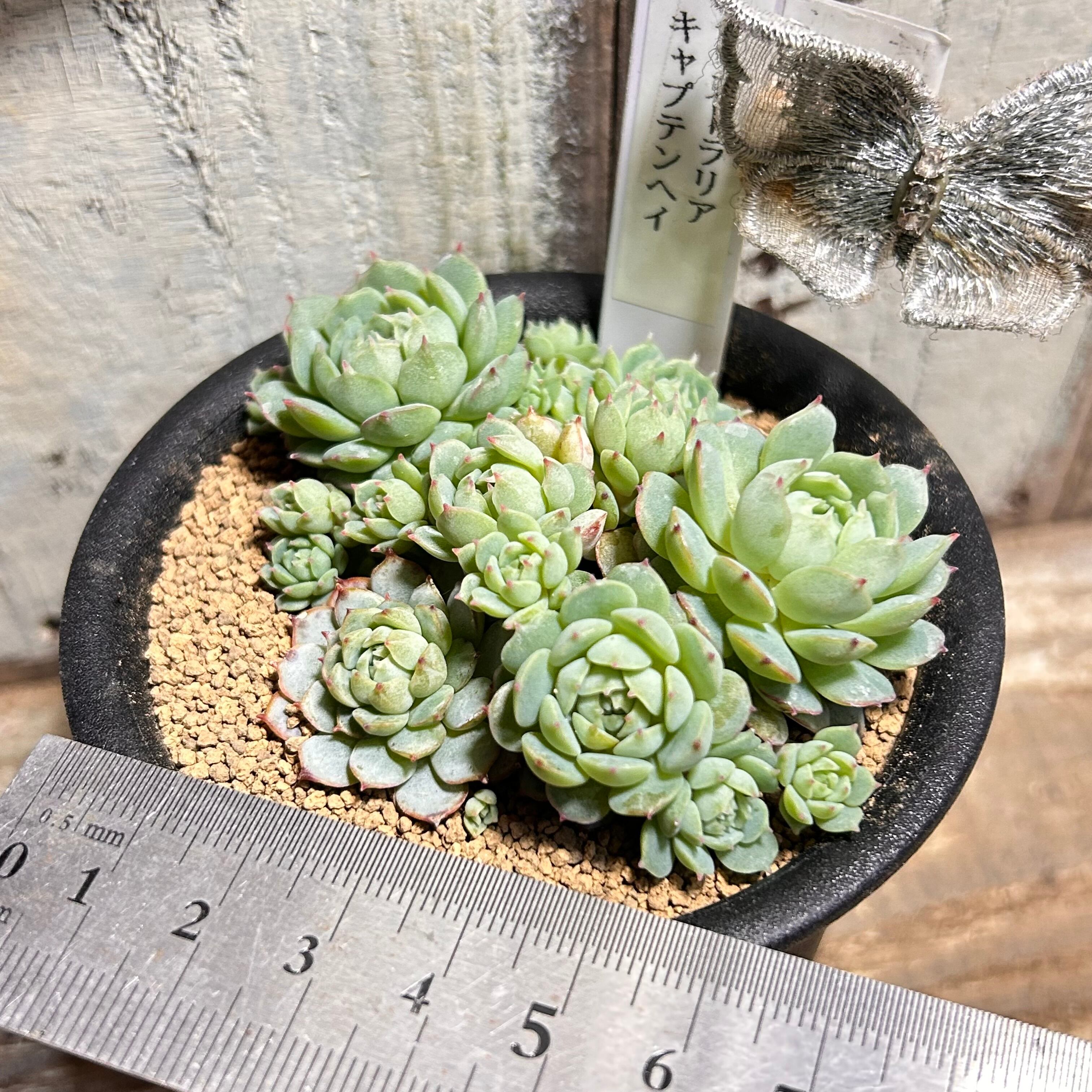 ❣️オーストラリア キャプテンヘイ❣️現品 エケベリア 寄せ植え 多肉弁当 多肉植物 オーストラリア キャプテンヘイ | RuPo 多肉植物専門店