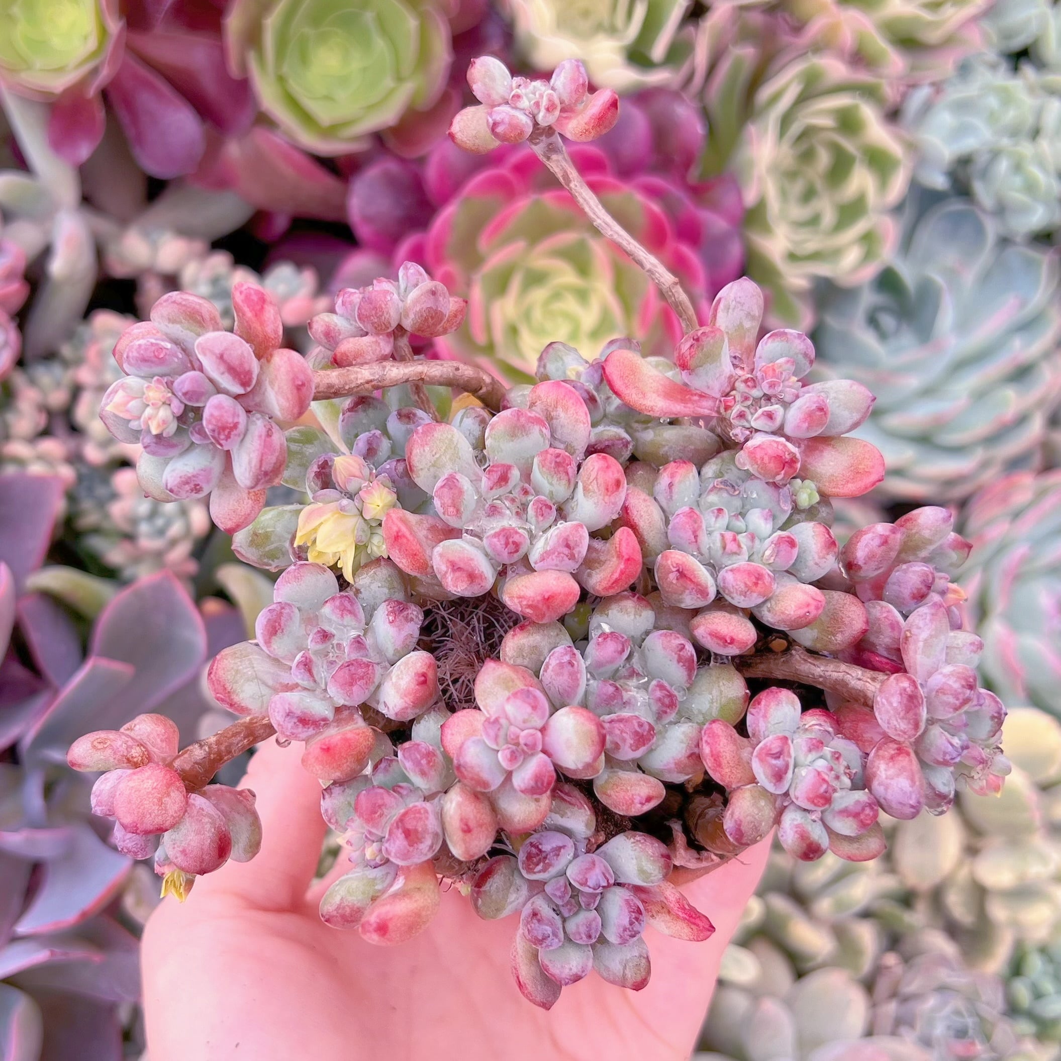 現品　萌豆#F064　るる農園