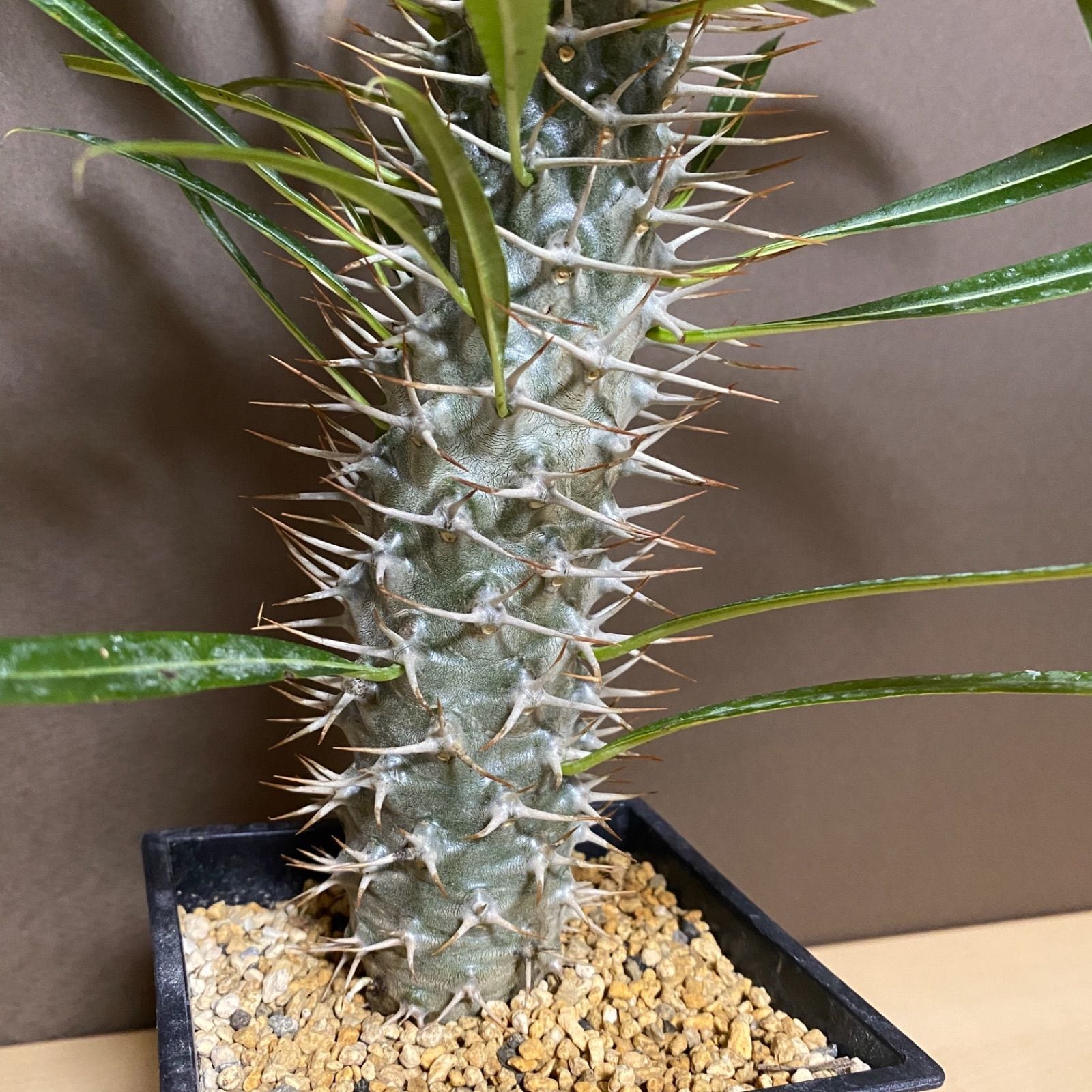 パキボディウム ラメレイ コーデックス 塊根植物 ラメリー 5寸鉢