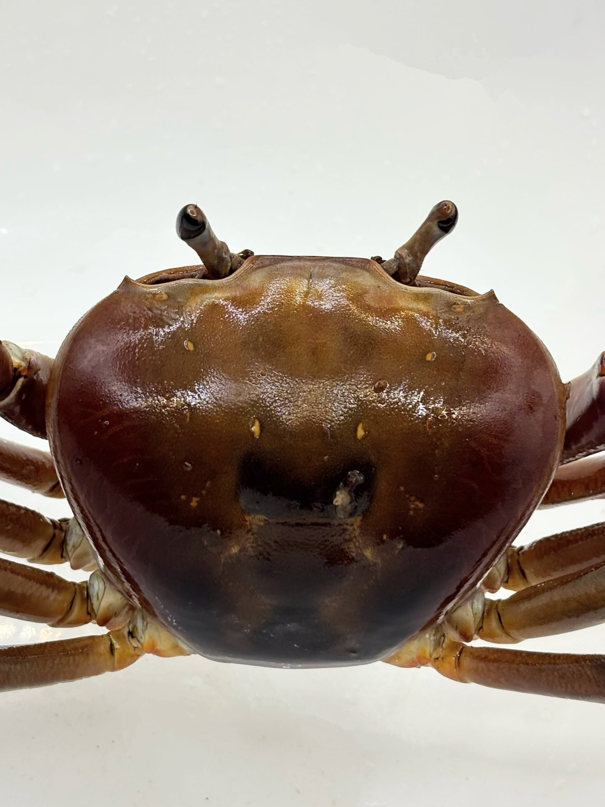 ミナミオカガニ♀① 1匹 | まるころ商店〜まるくてころころした生き物
