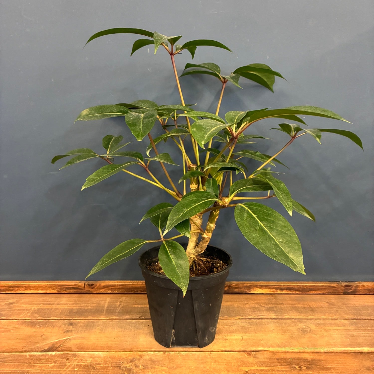 多肉植物 黒銅壺錦 アエオニウム レア 美苗 #黒d2 | PAY ID