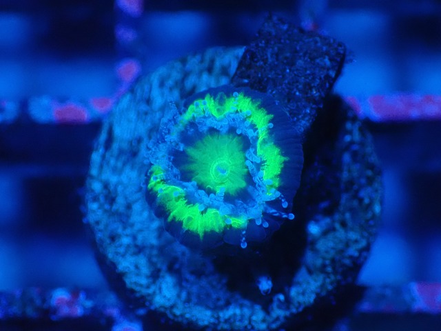 Loadhowensis Baby  "Green" 47