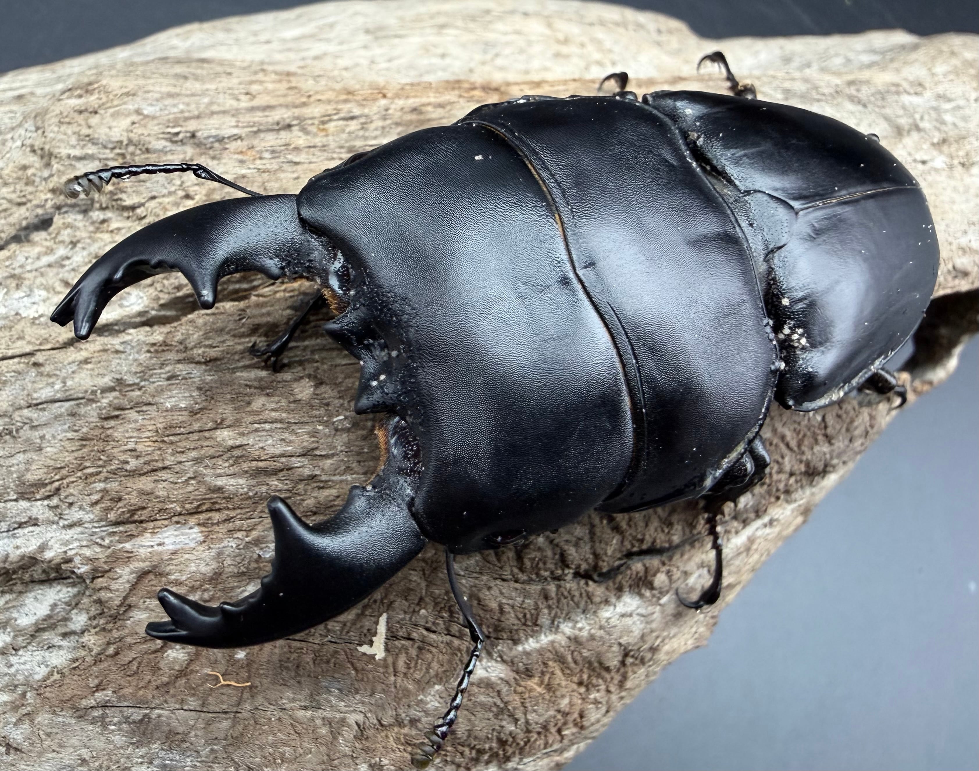 標本】天翅済み《オオキバヘビトンボ 中国産 開翅15cm前後》① | KPW