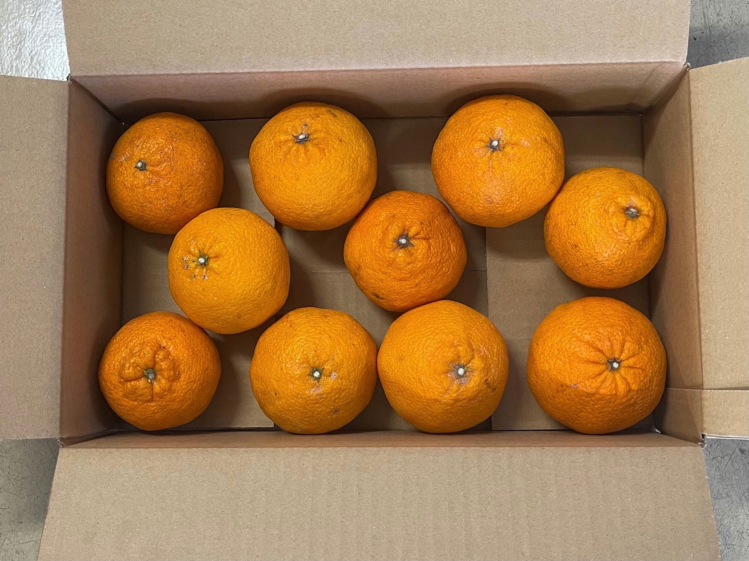66%OFF!】 限定破格 佐賀県産デコポン不知火10〜12玉入箱 ミカン蜜柑 シラヌイ ☆限定破格☆佐賀県産訳ありデコポン不知火10〜12玉入箱☆ミカン蜜柑☆シラヌイ