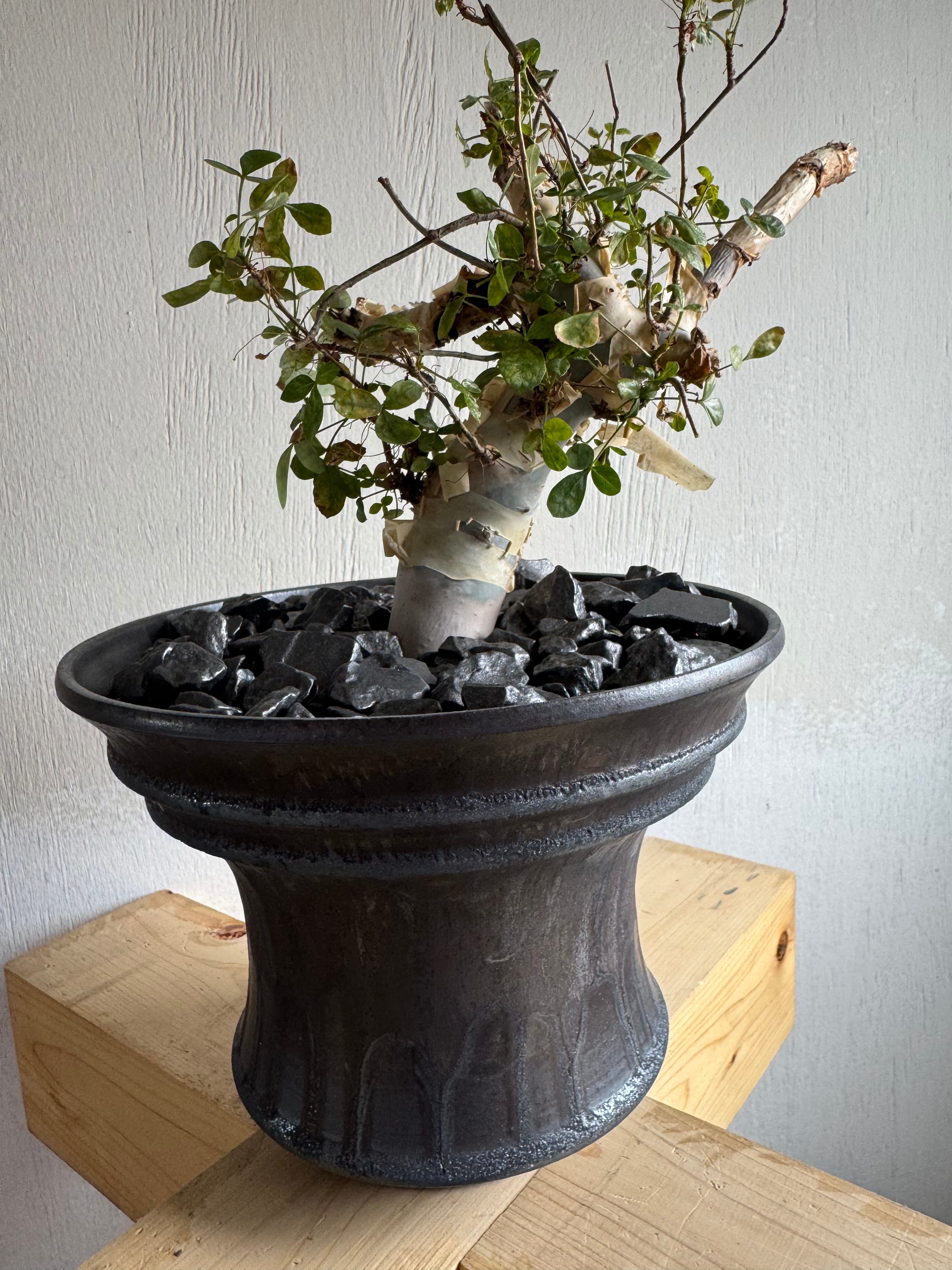 Commiphora kataf × deracine factory【店主コレクション株・数