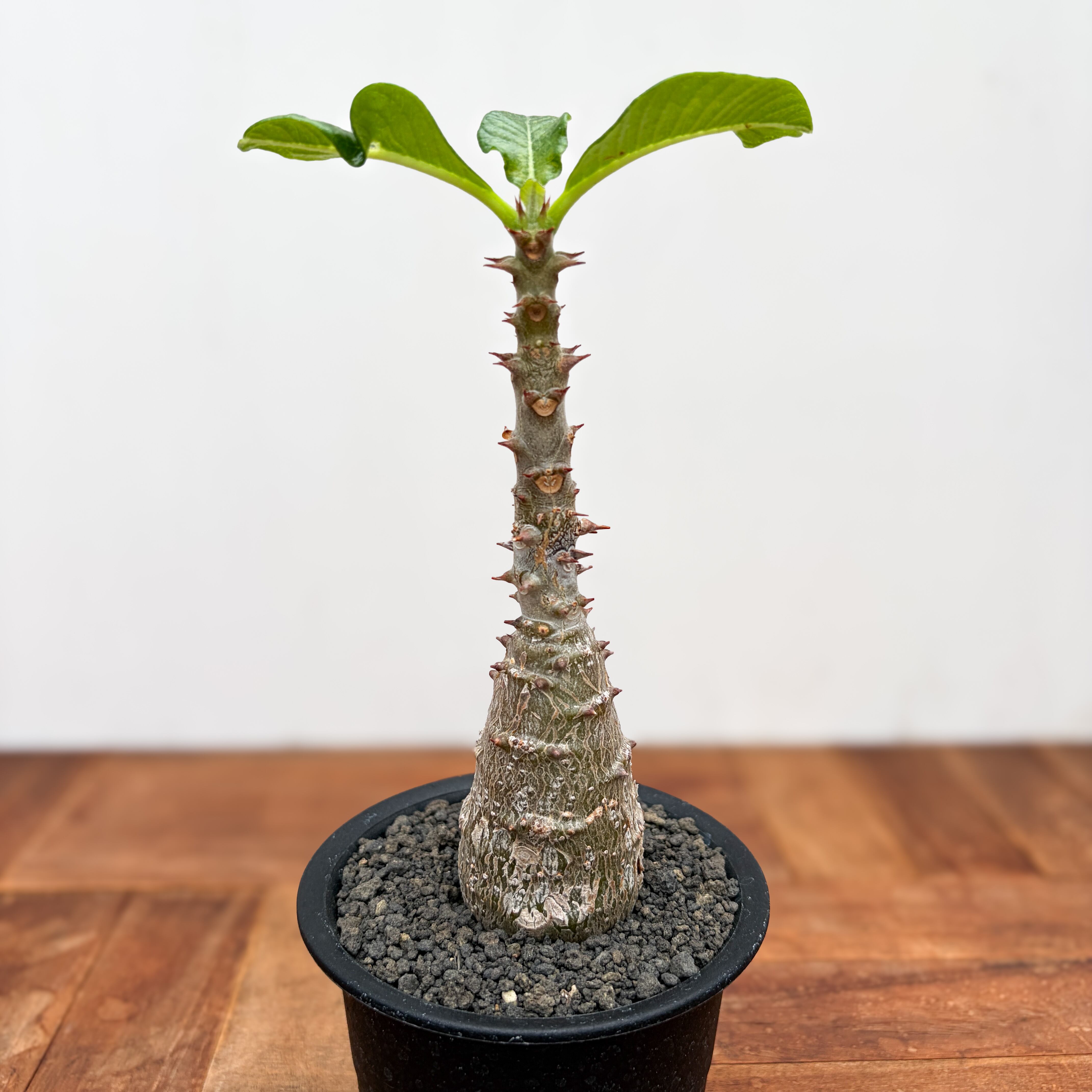 Pachypodium windsorii【パキポディウム・ウィンゾリー】 | RIMO'S