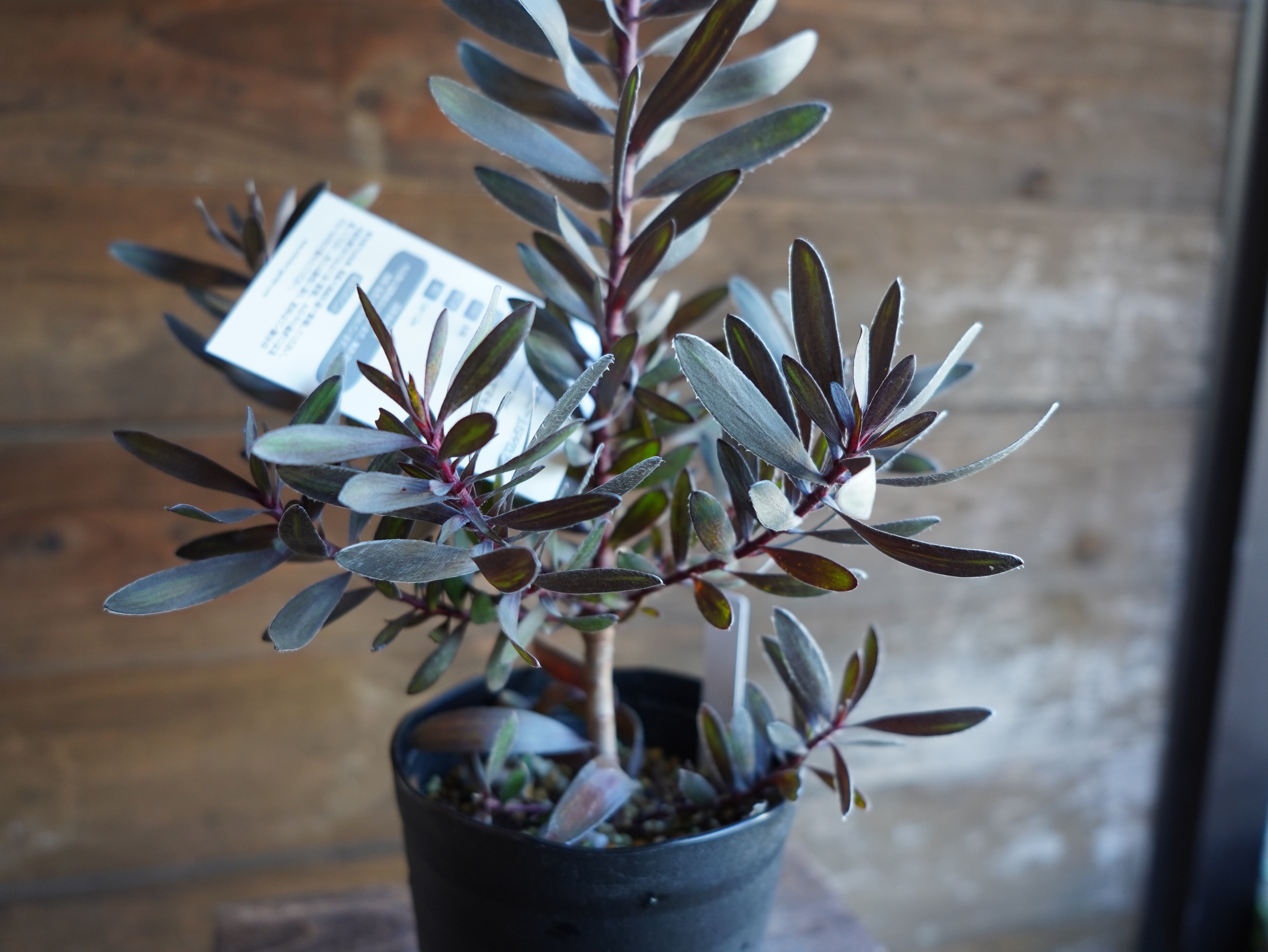 【現物】リューカデンドロン　”エボニー”　A