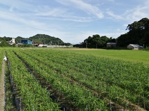 爽やかな香り　新生姜500g