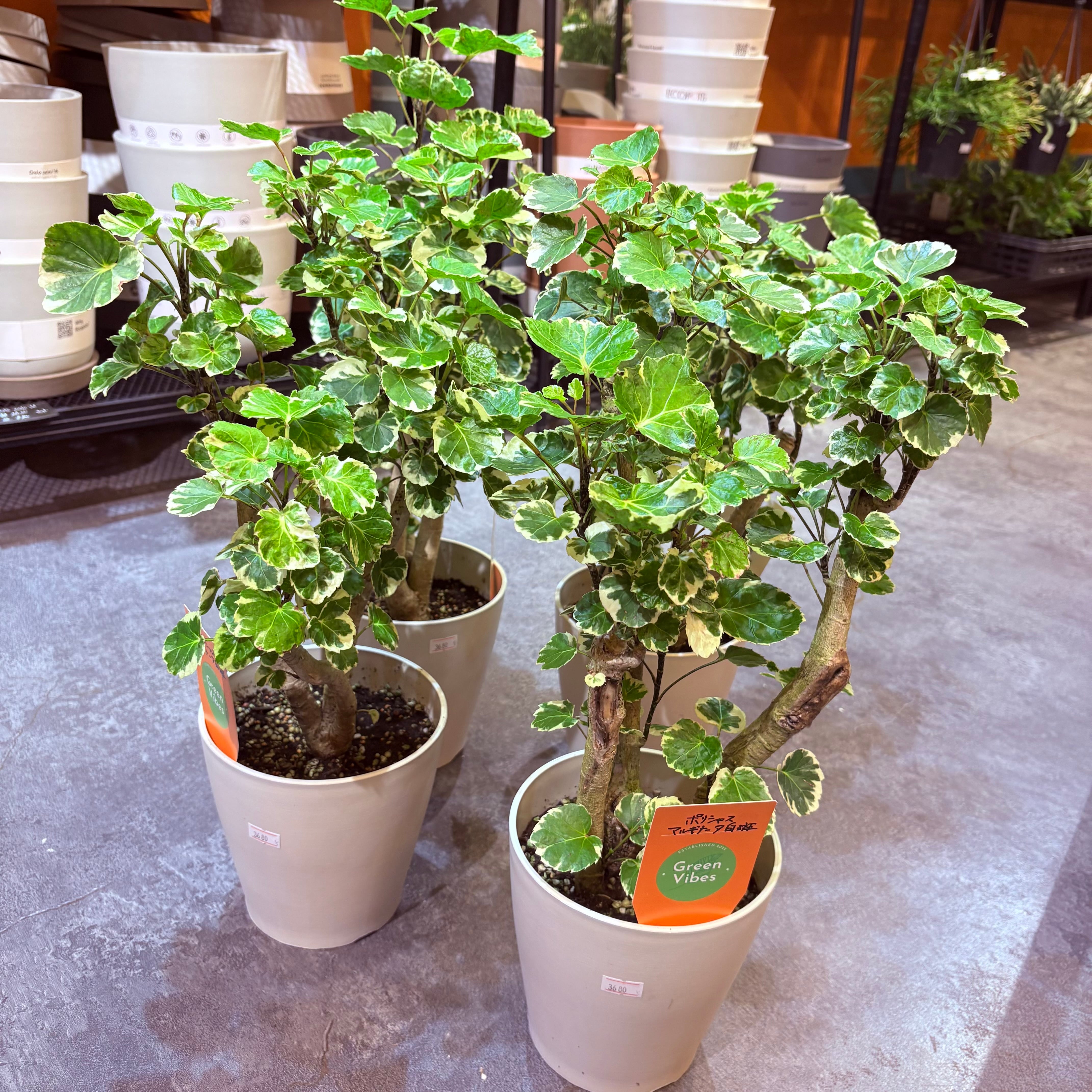 ポリシャス マルギナータ白斑 5号 | Green Vibes 宇都宮市の観葉植物専門店
