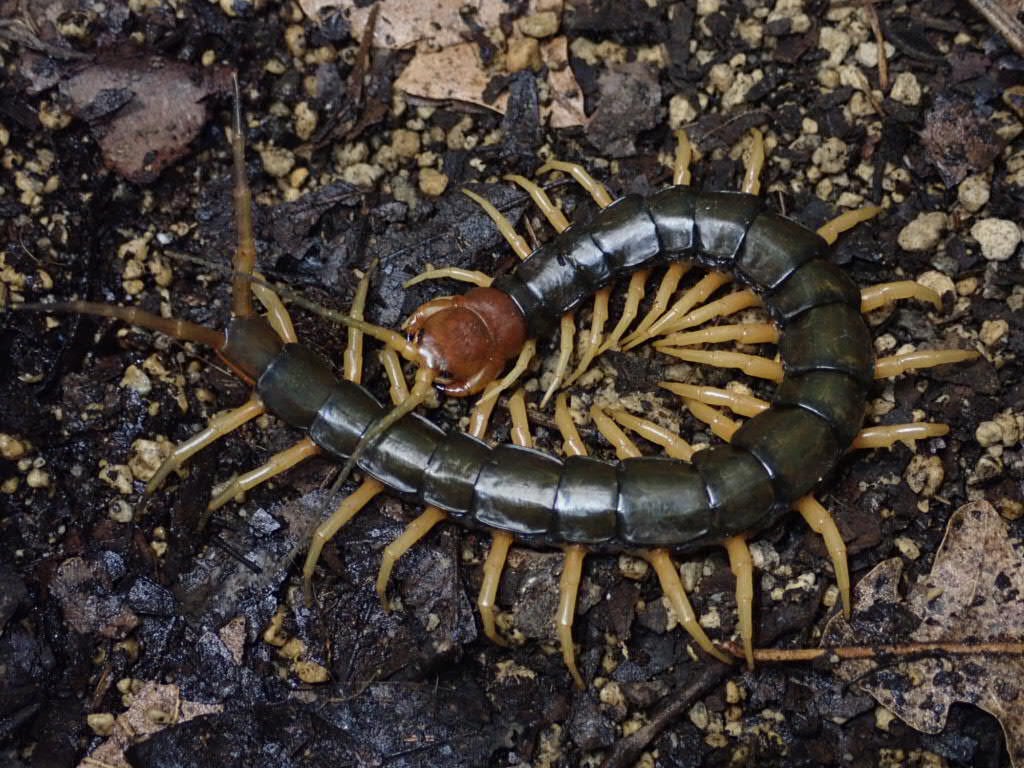 Scolopendra | Bebe Rep. 奇蟲部門