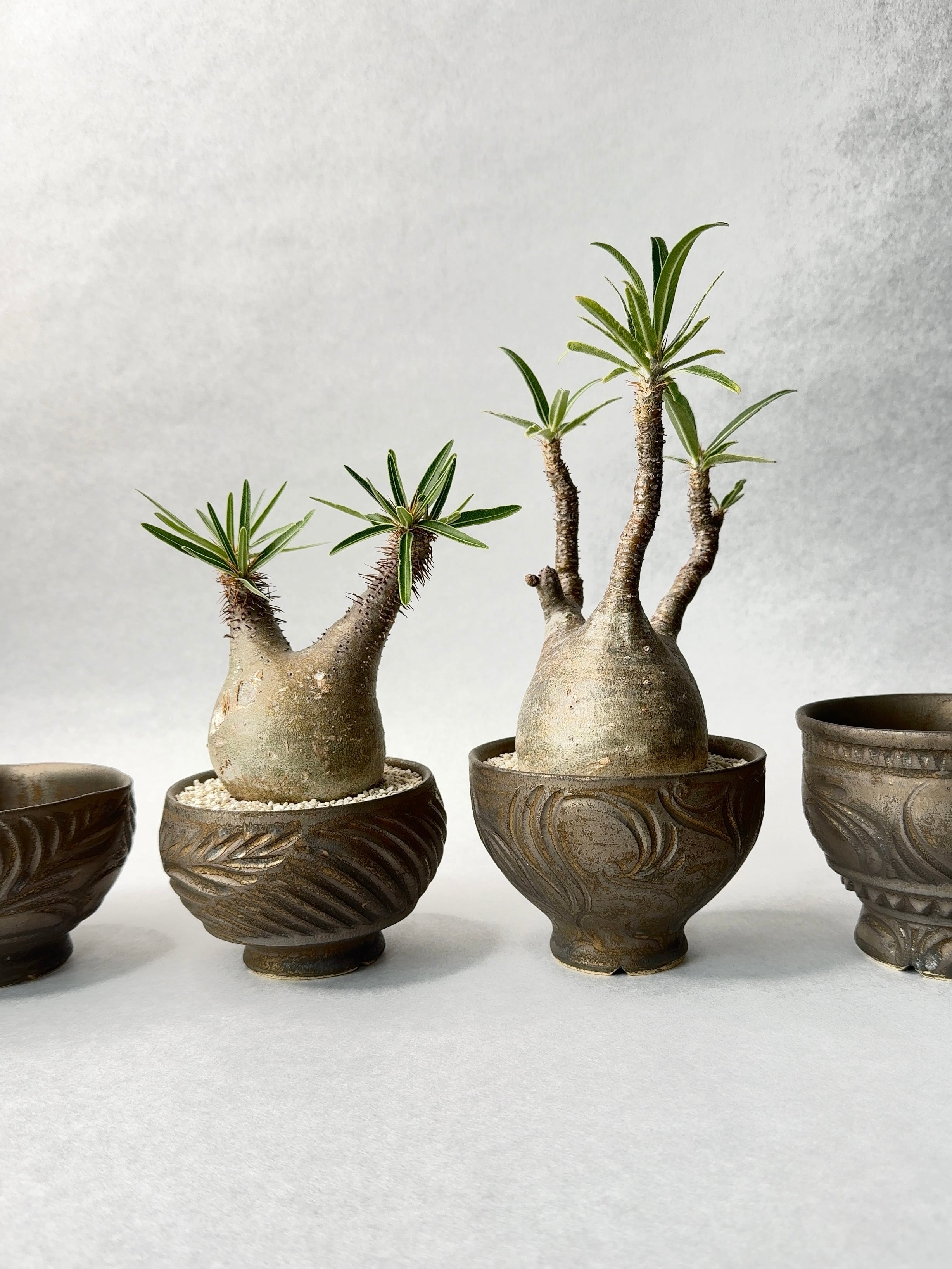 パキポディウム・グラキリス | trigger