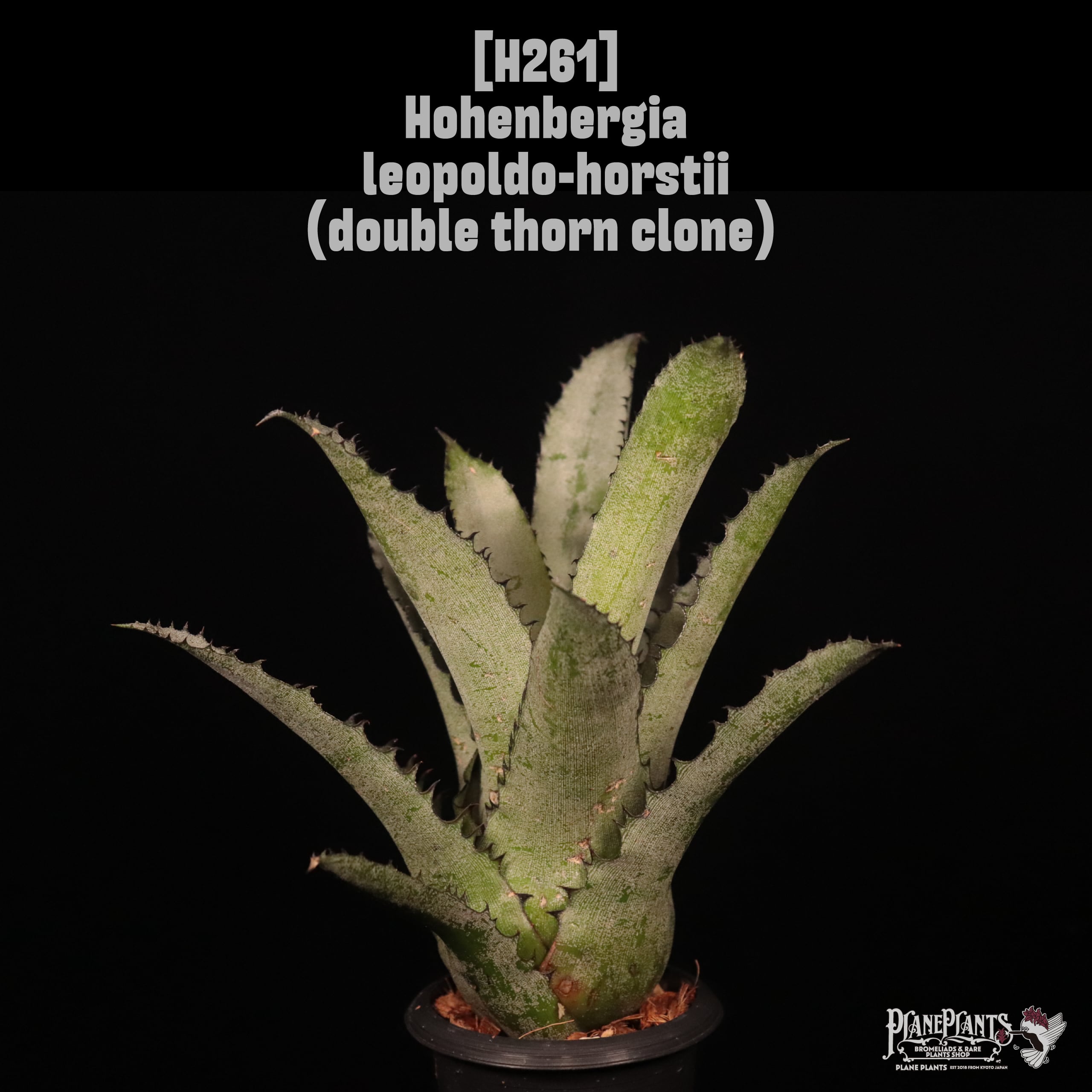 Hohenbergia leopoldo-horstii (double thorn clone)〔ホヘンベルギア〕H261