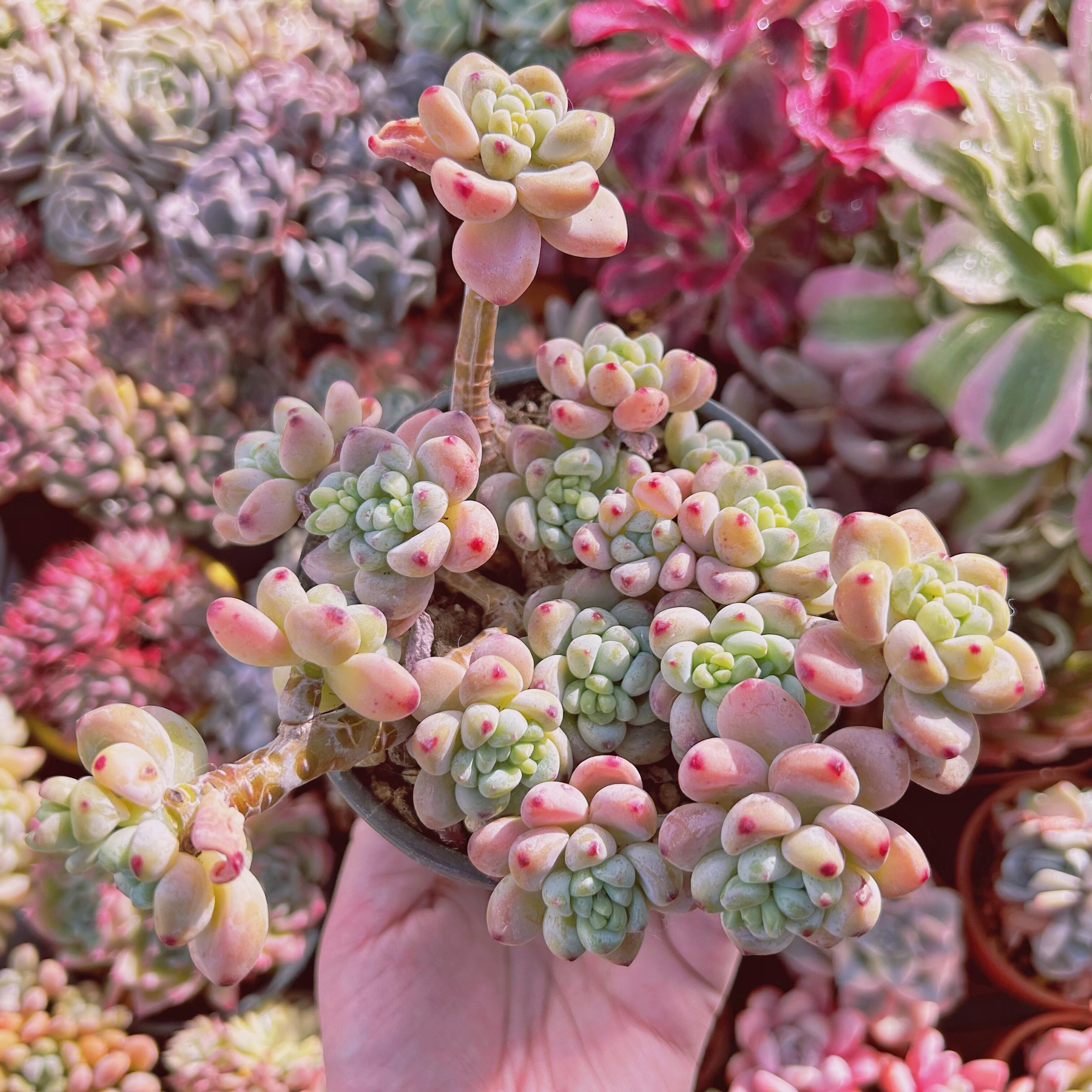 #296現物　多肉植物　 ロッティ　特大　